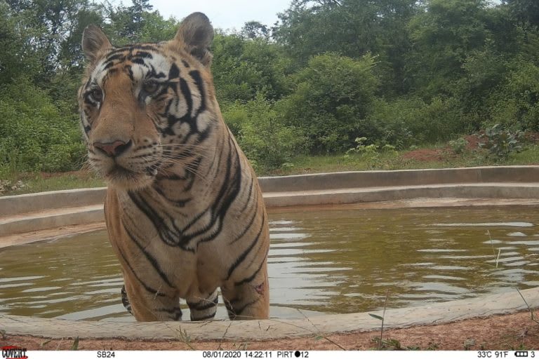 Offspring of tigress P213-22. The dispersal of P213-22 is a rare event and an important milestone towards a greater understanding of tiger biology. Photo: Satna Forest Division  Cover Photo: Camera trap image of tigress P213-22. Cover Photo: Satna Forest Division