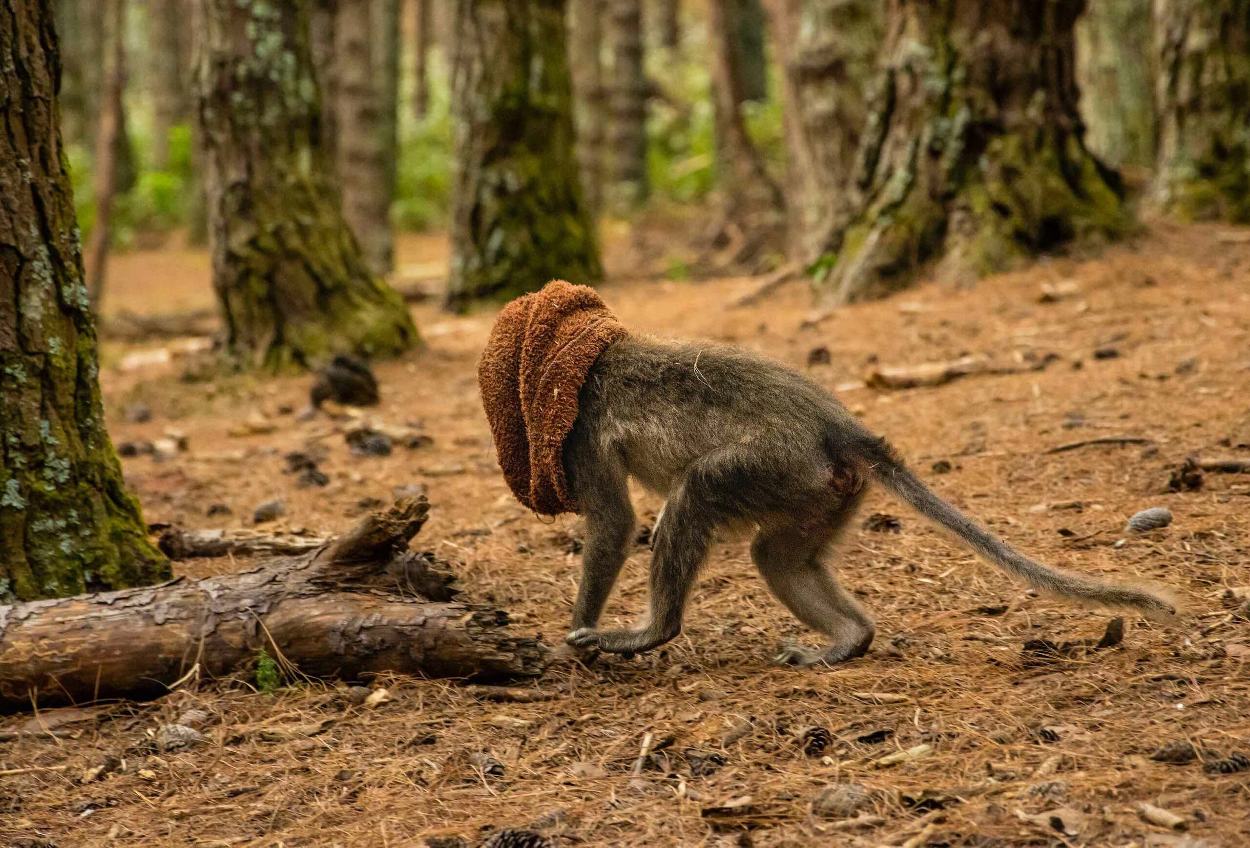 In Kodaikanal, a bonnet macaque (Macaca radiata) places a tourist’s misplaced beanie over its head. The picture presents a haunting likeness to those who are marched to the gallows with a hood over their head — a visual metaphor for what we are doing to wild animals across the world. Photographer Mohan Dravid was very disturbed by this sight and wrote: “This photograph might look funny, but it is not...this is today’s reality, of how we travel irresponsibly!” Photo: Mohan Dravid