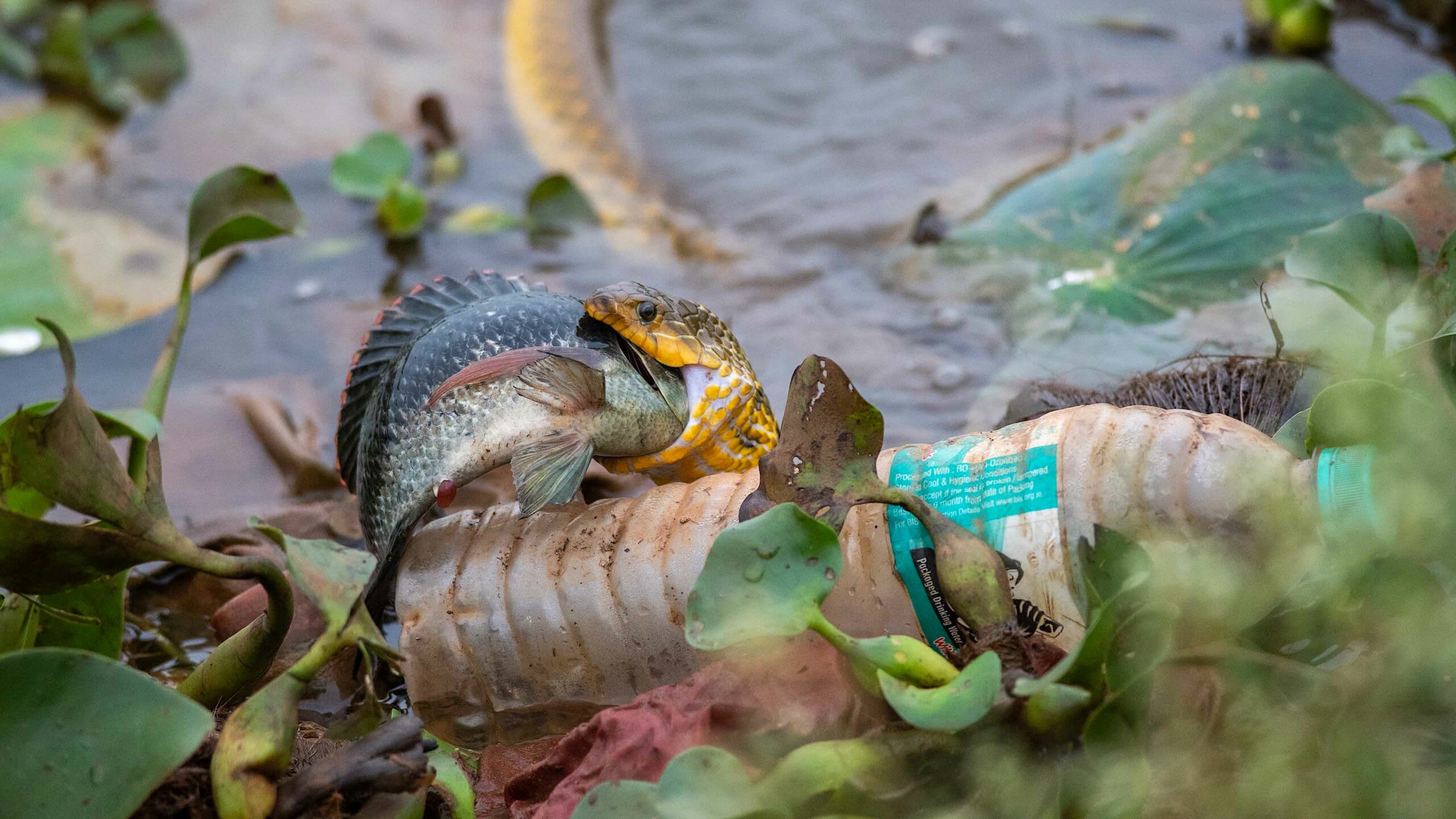 A checkered keelback (Fowlea piscator) nabs a meal in a filthy waterbody in Dharwad, Karnataka. The unmissable plastic water bottle nearby is just the tip of the garbage iceberg. According to NITI Aayog, the government’s policy think tank, 70 per cent of India’s water is contaminated, and 600 million people face high to extreme water stress. From sewage to industrial effluents and trash, our thoroughly abused waterways are choking. Water wars are the current reality, but they need not be. Innumerable lake revival and water conservation projects across the country have created blueprints for success. Photo: Vaidehi Gunjal