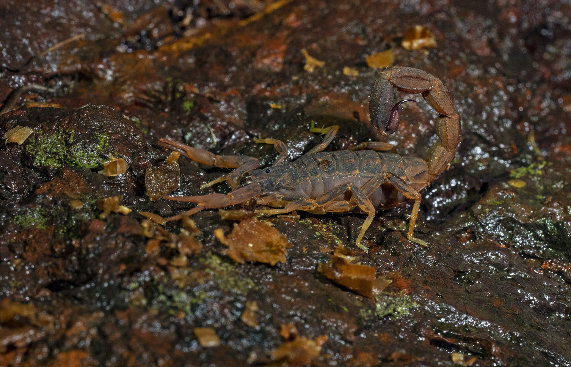 Among the lesser predators of these forests are scorpions belonging to the genus Hottentotta. Scorpions are nocturnal creatures that “generally spend the daytime in burrows, rocky crevices, or piles of leaf litter,” says Dharwadkar. “They come out at night to hunt, mostly preying on small frogs, small lizards, and insects. Anything that they are strong enough to overcome with their venom.” 