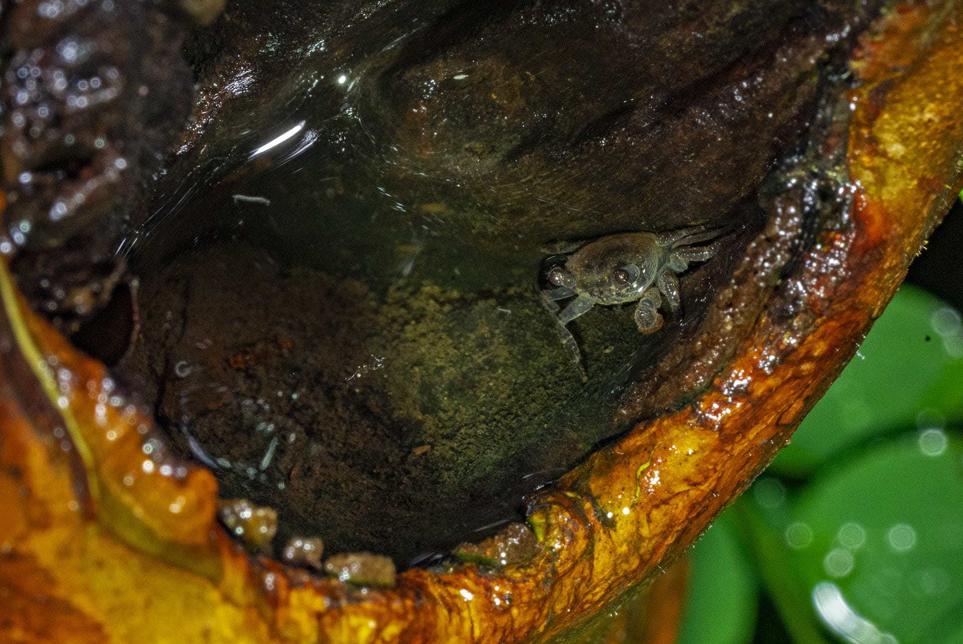 Hollows of trees are often inhabited by tree-climbing crabs that occupy these microhabitats in the monsoon. “They feed on insects, millipedes, and mosquito larvae in the water in the cavity,” says Dharwadkar, adding that they occasionally leave the cavity to forage on the ground too. “Post monsoon, you’ll see thousands of tree crabs crossing the road, all moving in one direction,” says Dharwadkar. “Unfortunately, because they are crossing the road, thousands end up as roadkill.” 