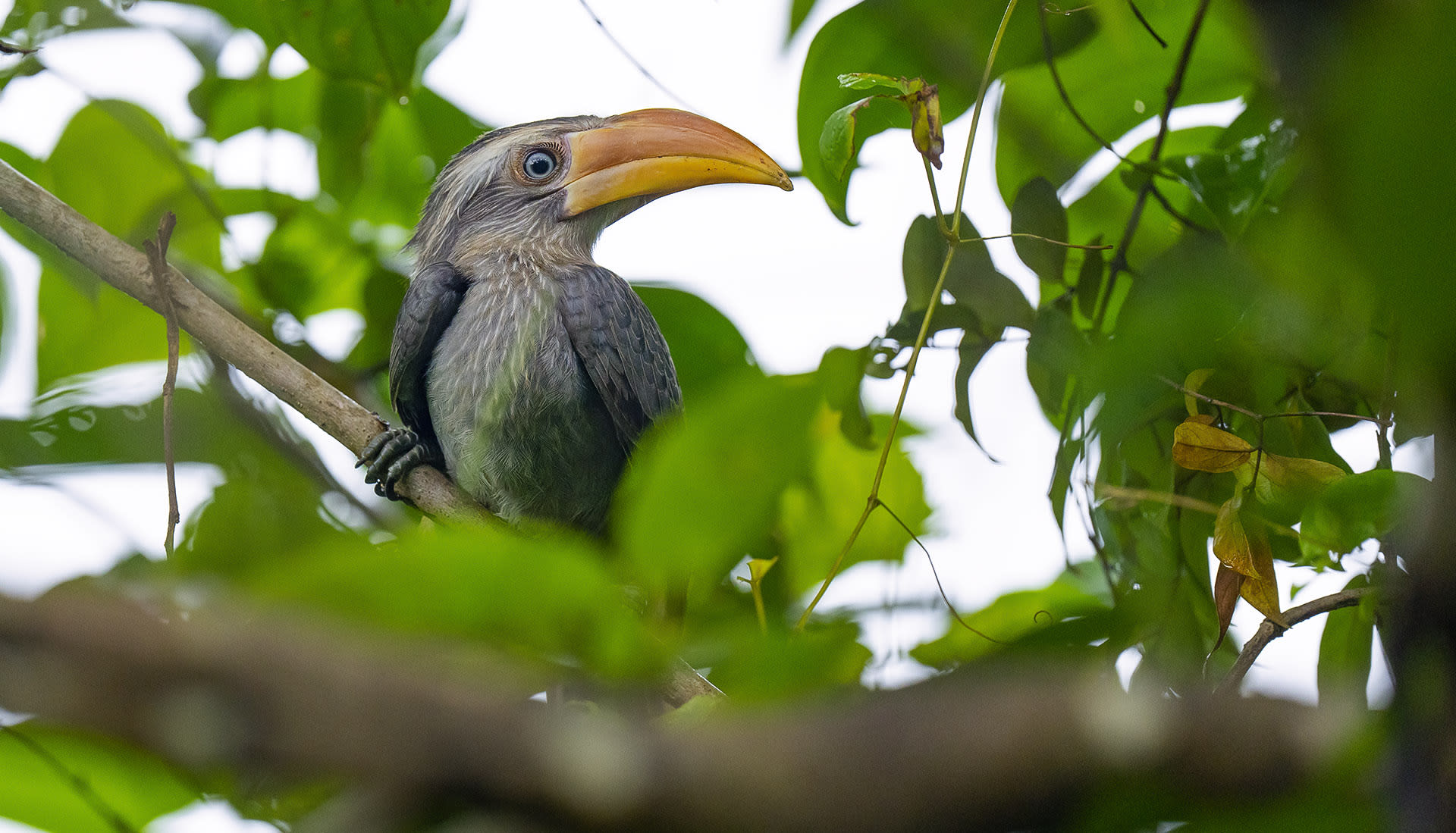 The avian diversity of these forests ranges from sunbirds, kingfishers, and paradise flycatchers to larger species such as owls, and hornbills. The Malabar grey hornbill (Ocyceros griseus), pictured here, is one of the smallest members of the hornbill family and is endemic to the Western Ghats. Their diet includes wild fruit, large insects, centipedes, and small squirrels. “During breeding time, they increase their protein intake like many species of birds,” says Dharwadkar. “I have seen it with a scorpion in its bill.”  