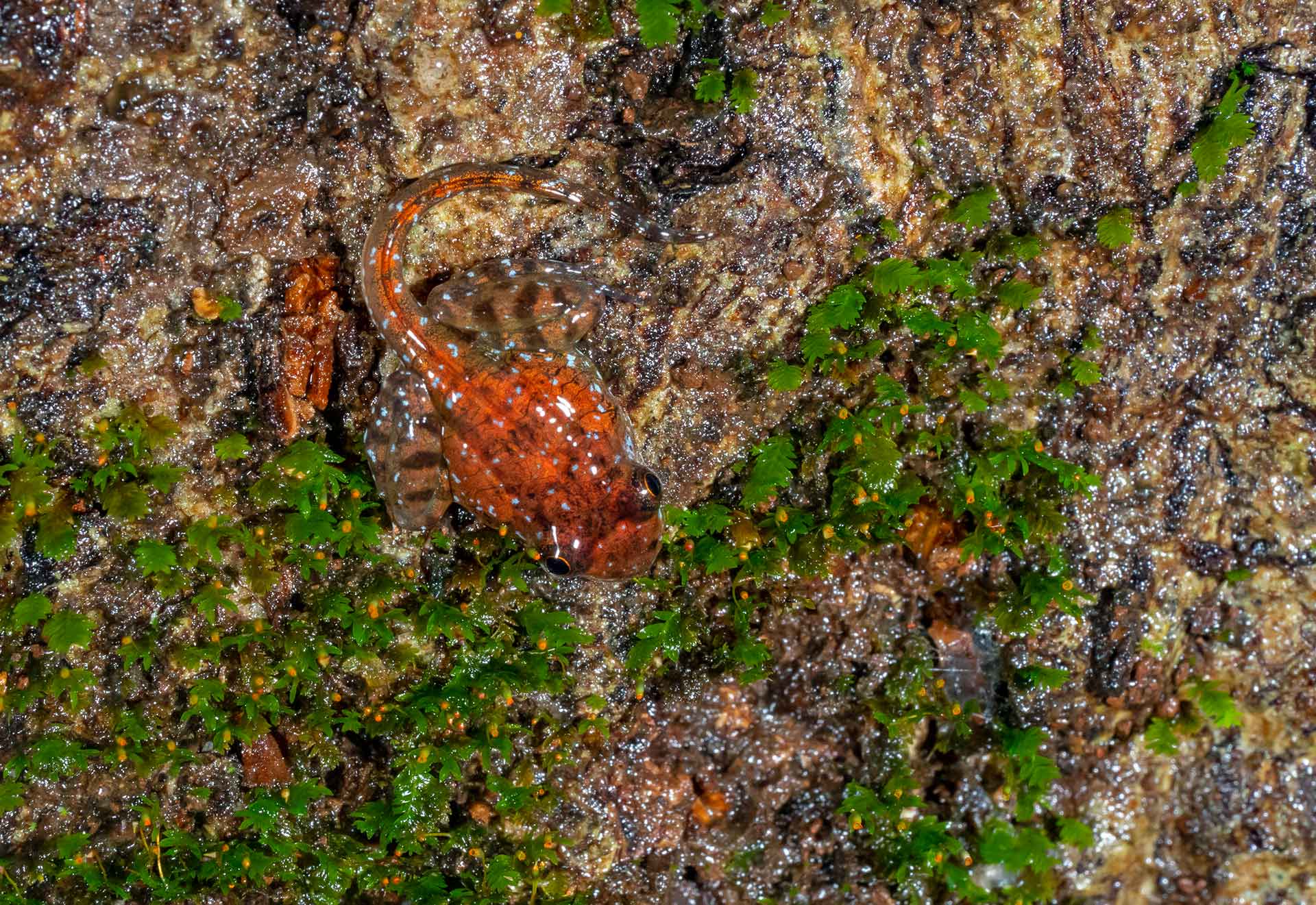 The Western Ghats is home to many endemic species, such as the Indirana genus of frogs, which has the longest tail of any tadpole on Earth, proportional to its body size. “Adult females lay their eggs in crevices of rocks or trees,” explains Dharwadkar. “Most tadpoles feed on algae that is underwater, but Indirana feed of the algae on tree bark and rock surfaces.”  