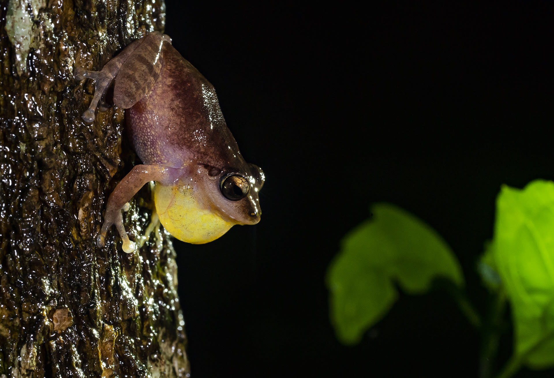 The Amboli bush frog (Pseudophilautus amboli) is also endemic to the Western Ghats. This critically endangered species is from Amboli, Maharashtra in the north, to Agumbe, Karnataka in the south, according to Dharwadkar. Like many frog species, the Amboli bush frog has vocal sacs — thin, membranous throat pouches — that fill with air when they make sounds and calls. 