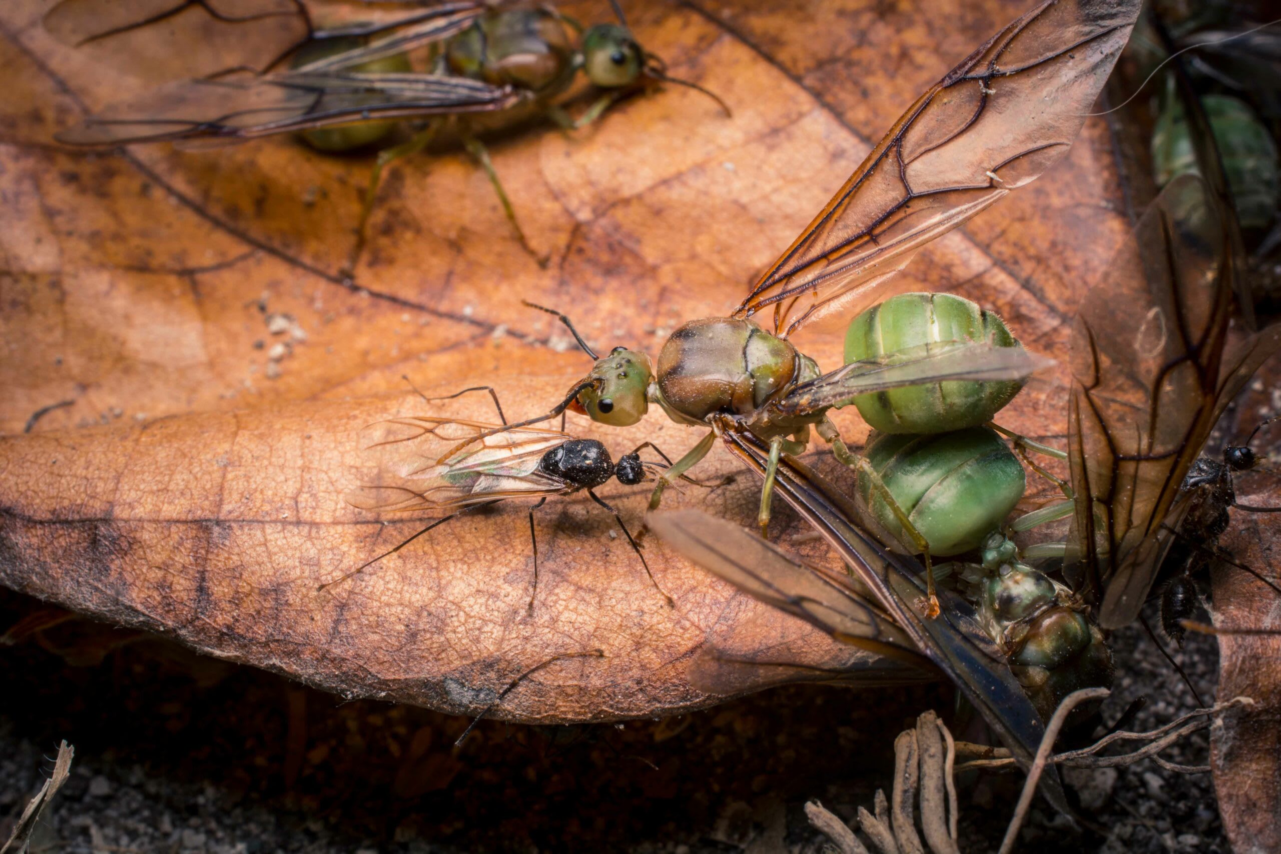 In the world of insects and metamorphosis, each story is as unique as the species. When a weaver ant matures into an adult, it resembles the popular reddish major and minor worker ant. However, when the colony matures fully, it produces reproductive members that look vastly different from their non-reproductive members. Reproductive males are small and black, while reproductive females are much larger and look like emerald stones with sprouted wings, as seen in this image.
Photo: Samuel John 
