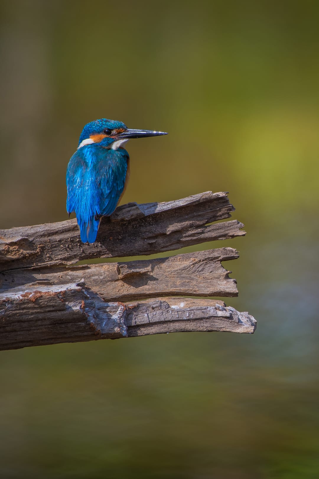 When viewed from a safe distance, common kingfishers are remarkably cooperative photographic subjects, as is this one spotted in Bandhavgarh. Photo: Aditya Panda