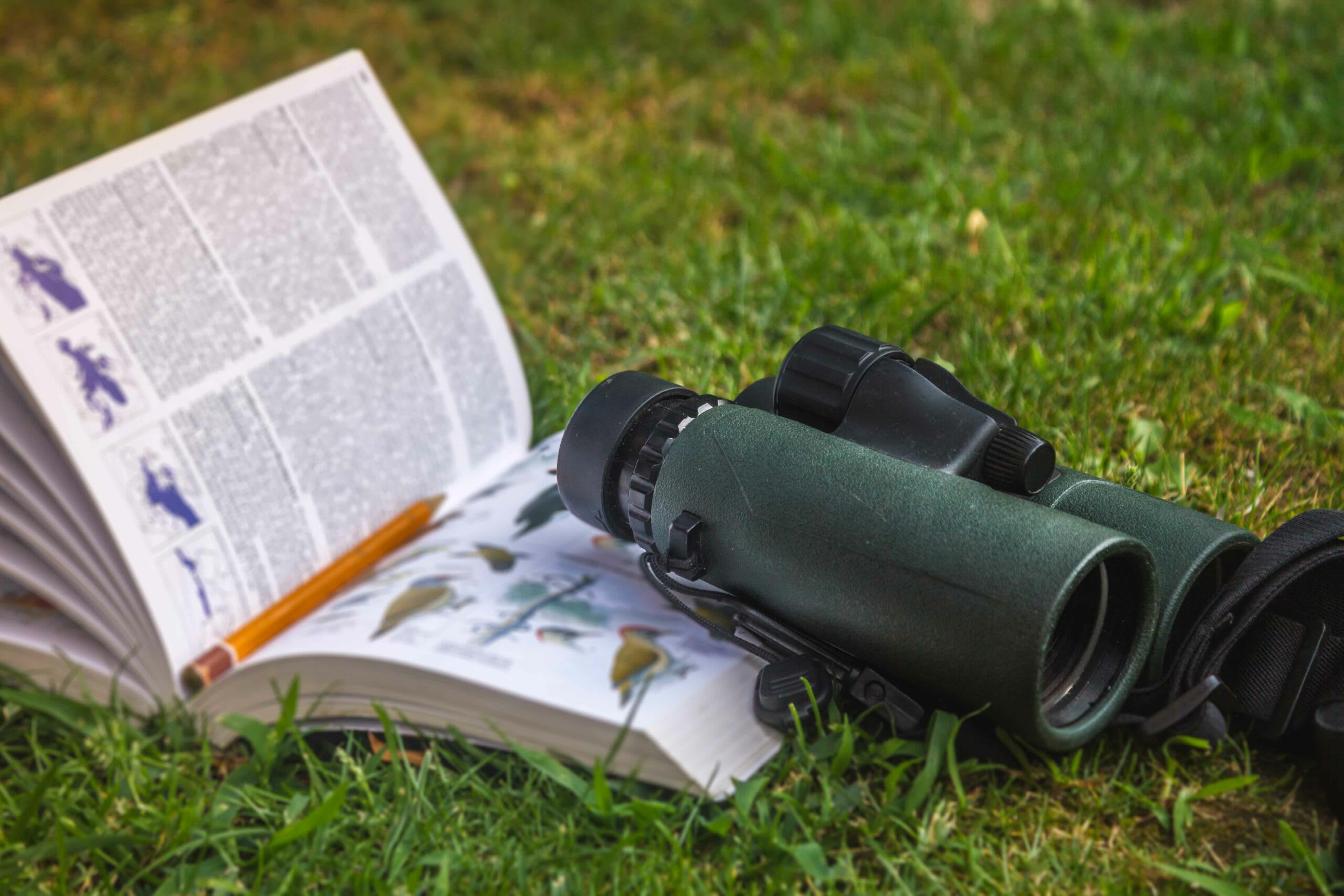 Remember to carry a good pair of binoculars and a bird guide when you go out to watch birds. Photo: 4thebirds/Shutterstock