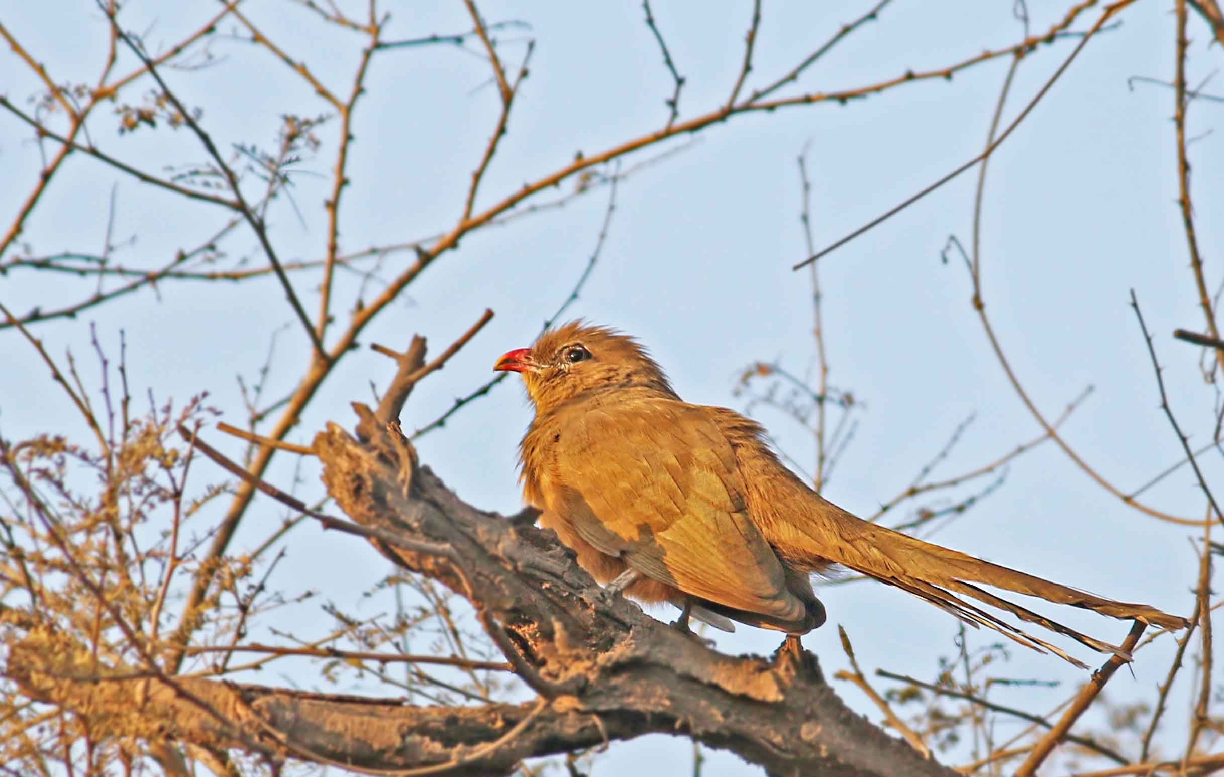 The NCR’s Aravalli forests are a mix of scrub thorn and dry deciduous forests, collectively called the “Ridge”. Some notable birding spots include the JNU Campus and Sanjay Van in the South-Central Ridge. The largest contiguous patch of forests is the Southern Ridge, including Asola Wildlife Sanctuary, Damdama, Bhondsi, and Mangar and the surrounding areas (top). The Aravali Biodiversity Parks — one in Vasant Vihar and another in Gurgaon — are stupendous attempts to bring back native forests. (Above) The sirkeer malkoha, found across the scrub forests of NCR, is sometimes called the lipstick bird because of its bright red beak. Photos: Misha Bansal (top), Ratul Ghosh (above)  Cover Photo: The striking yellow-crowned woodpecker (Leiopicus mahrattensis) inhabits the woodlands of the NCR. Cover Photo: Abhishek Gulshan