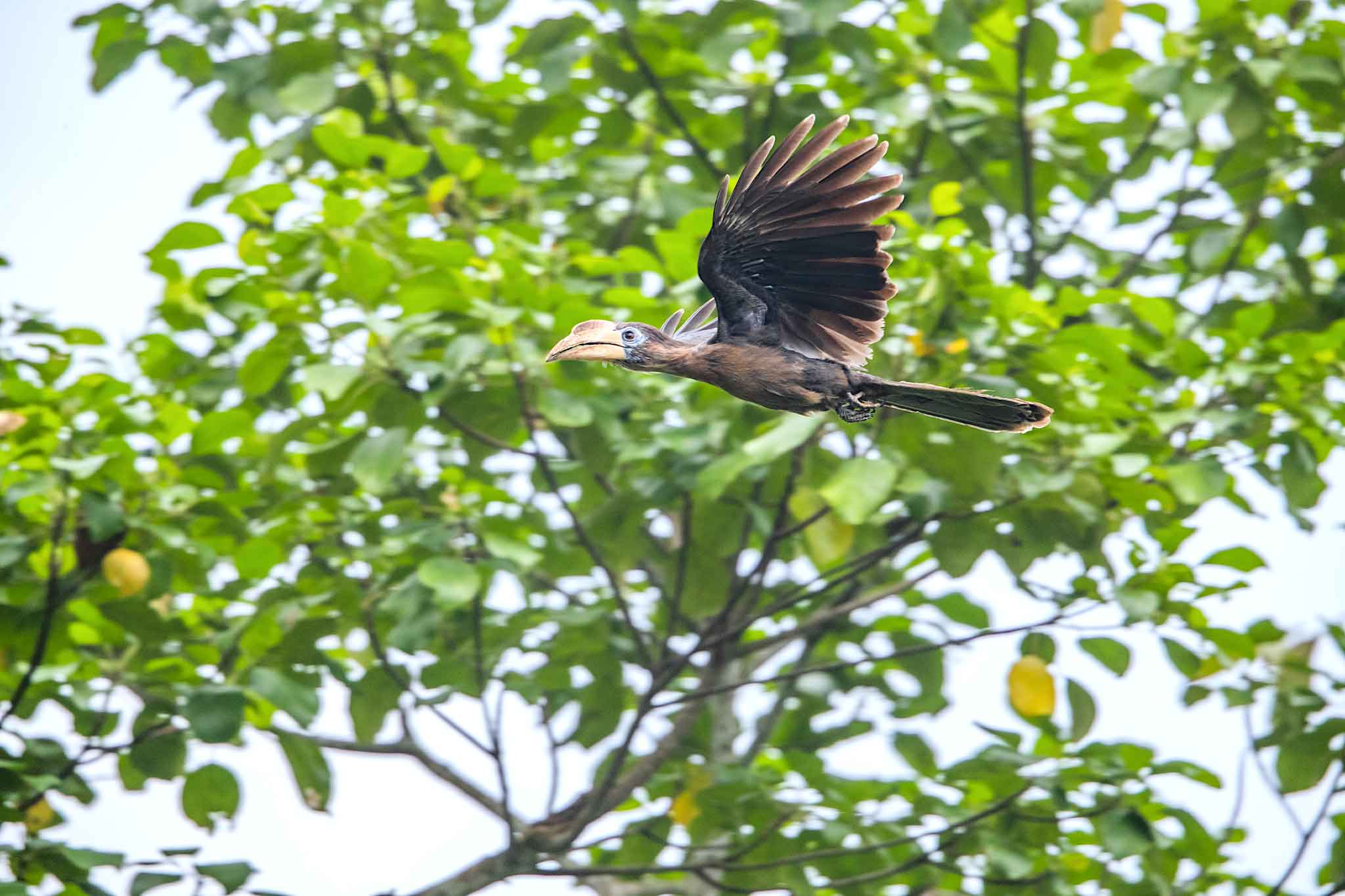 Measuring about 70-80 cm in length, the brown hornbill is not migratory but may move from higher to lower altitudes during winter. Photo: Jainy Kuriakose
