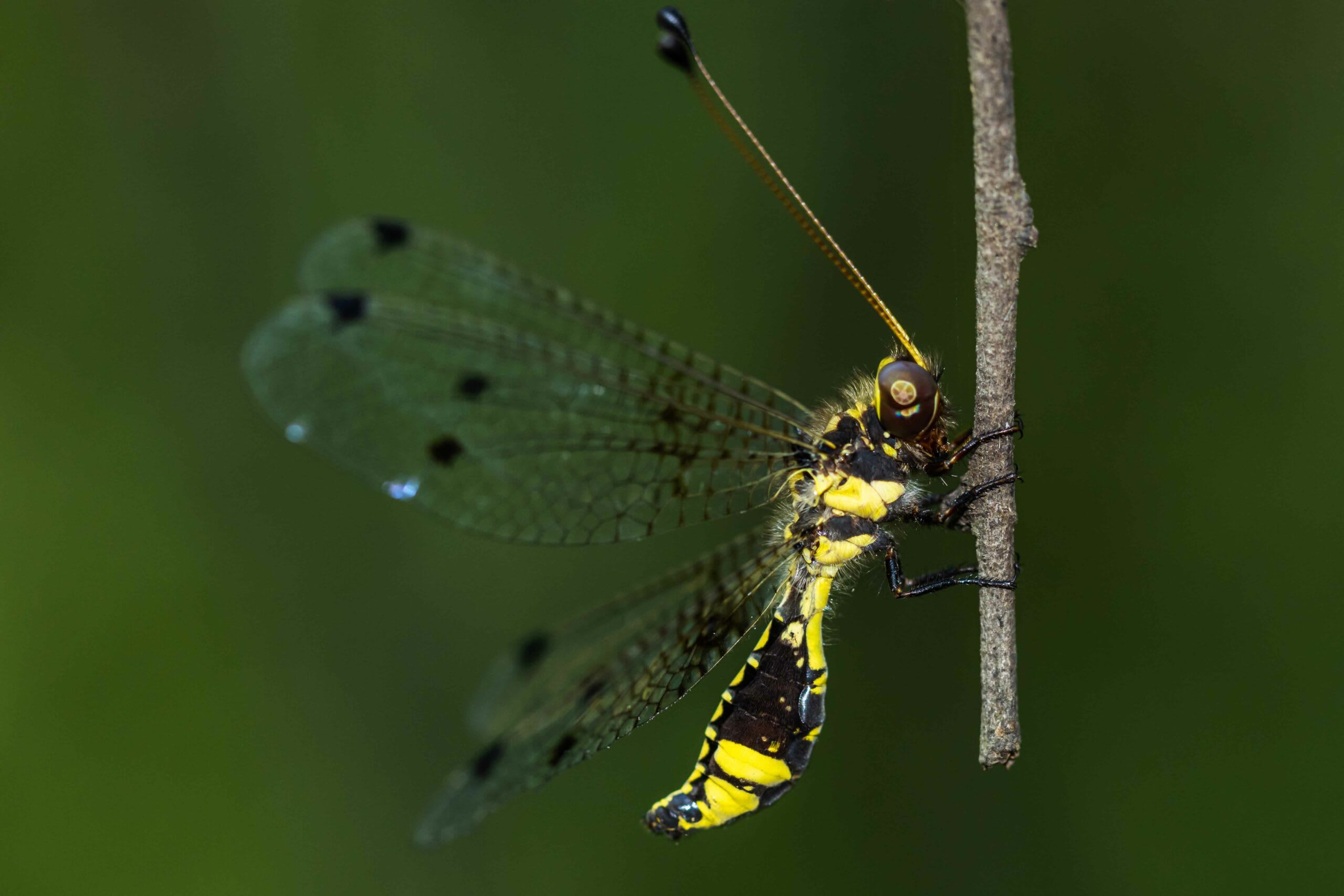 (Top left) The common banded awl is a swift flier that flutters around bushes in bright sunshine. If you are close enough, you’ll hear its wings whirring. (Top right) The yellow pansy butterfly roams in scrublands and grasslands. (Above) An owlfly is often mistaken for a dragonfly, but it can be distinguished by the way it folds its wings over its body while resting. This one was photographed in Mangar Bani. Photos: Abhishek Gulshan (top), Ashir Kumar (above)
