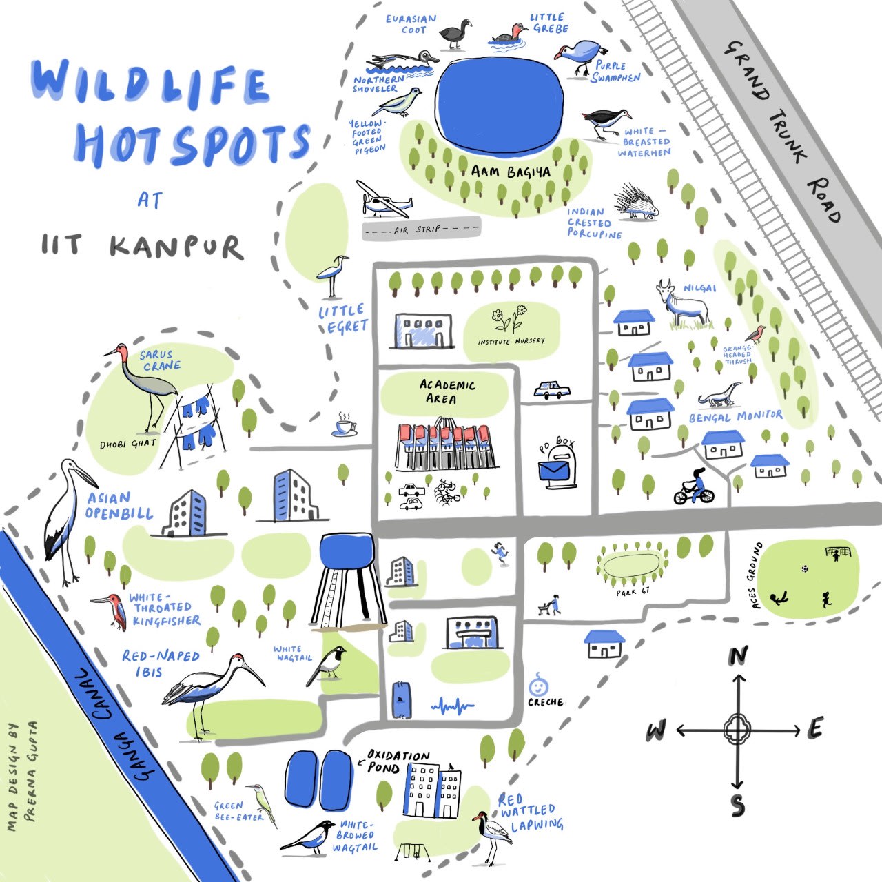 Above: IIT Kanpur may not be known for its wild residents, but as the map illustrated by the author shows, plenty of creatures live in and around the campus.  Cover: Purple swamphens (Porphyrio poliocephalus) dwell in wetlands such as marshes where they feed in small, noisy groups. 