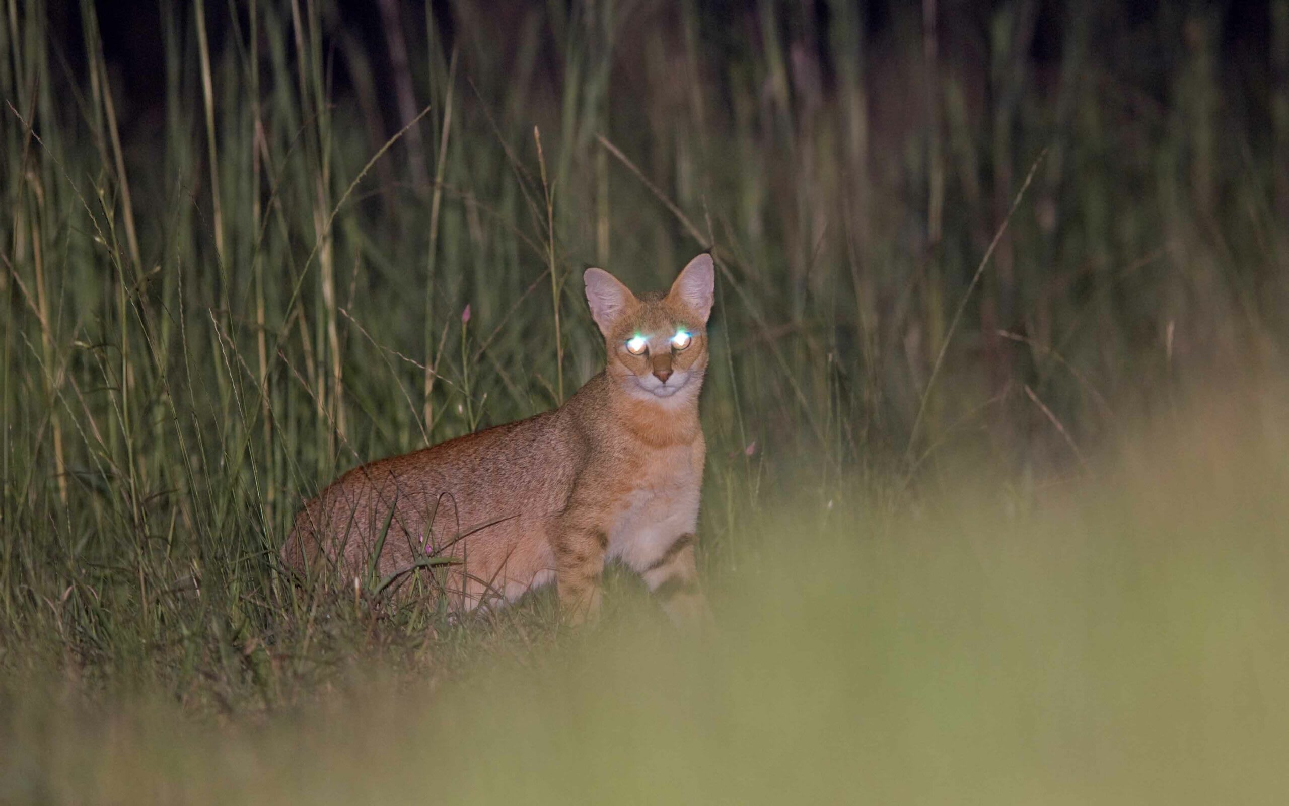 Their appetite for rodents draws jungle cats to agricultural fields and the outskirts of human settlements. This photo was taken near a village in West Bengal, where the jungle cat was regularly spotted. “It seemed quite comfortable with human presence,” says wildlife photographer Dhritiman Mukherjee, “and the humans also seemed quite comfortable with its presence”.  