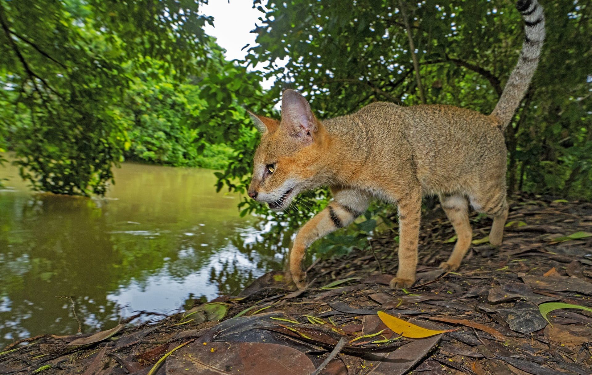 Jungle cats have varied diets, but they are “rodent specialists,” says Dr Johnsingh. “I remember doing a postmortem on a jungle cat many years ago, and there were seven field rats in its stomach,” he said. “They do a great job of managing the rodent population wherever they are.” 