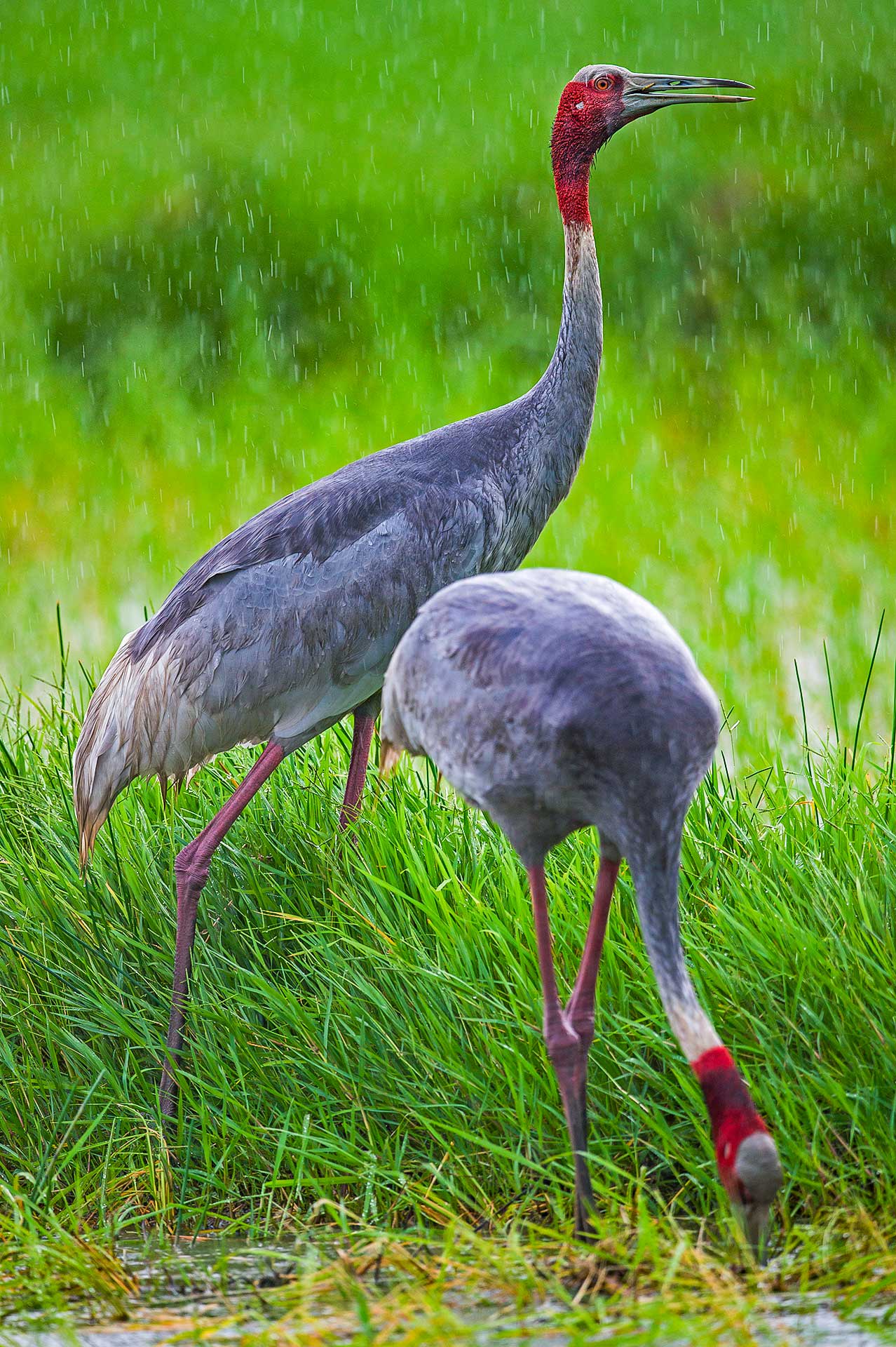 Sarus cranes are opportunistic omnivores that will eat “pretty much anything”, according to Dr Sundar. “In places with small territories, farmers put potatoes, peas, wheat, rice — the sarus eats all of it.” The birds eat lizards, snakes, duck eggs, protein-rich tubers, and even small birds in the wild. “In healthy farmlands, I’ve seen them slurping up earthworms, one after the other, like noodles,” he says. “They also dig up a lot of grass shoots, especially in the summer when there is very little greenery.”