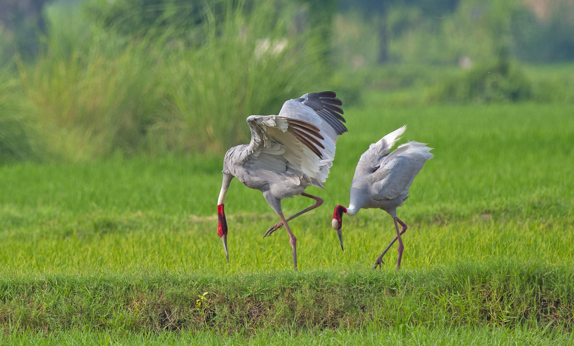 Real estate is serious business amongst sarus cranes, as it determines the quality of food and quality of life for them and their offspring. Only breeding pairs are territorial, but the nature of their territoriality depends on their habitat. “In areas where there are irrigation canals, and there is water throughout the year, breeding pairs defend their territory year-round,” explains Dr Sundar. 