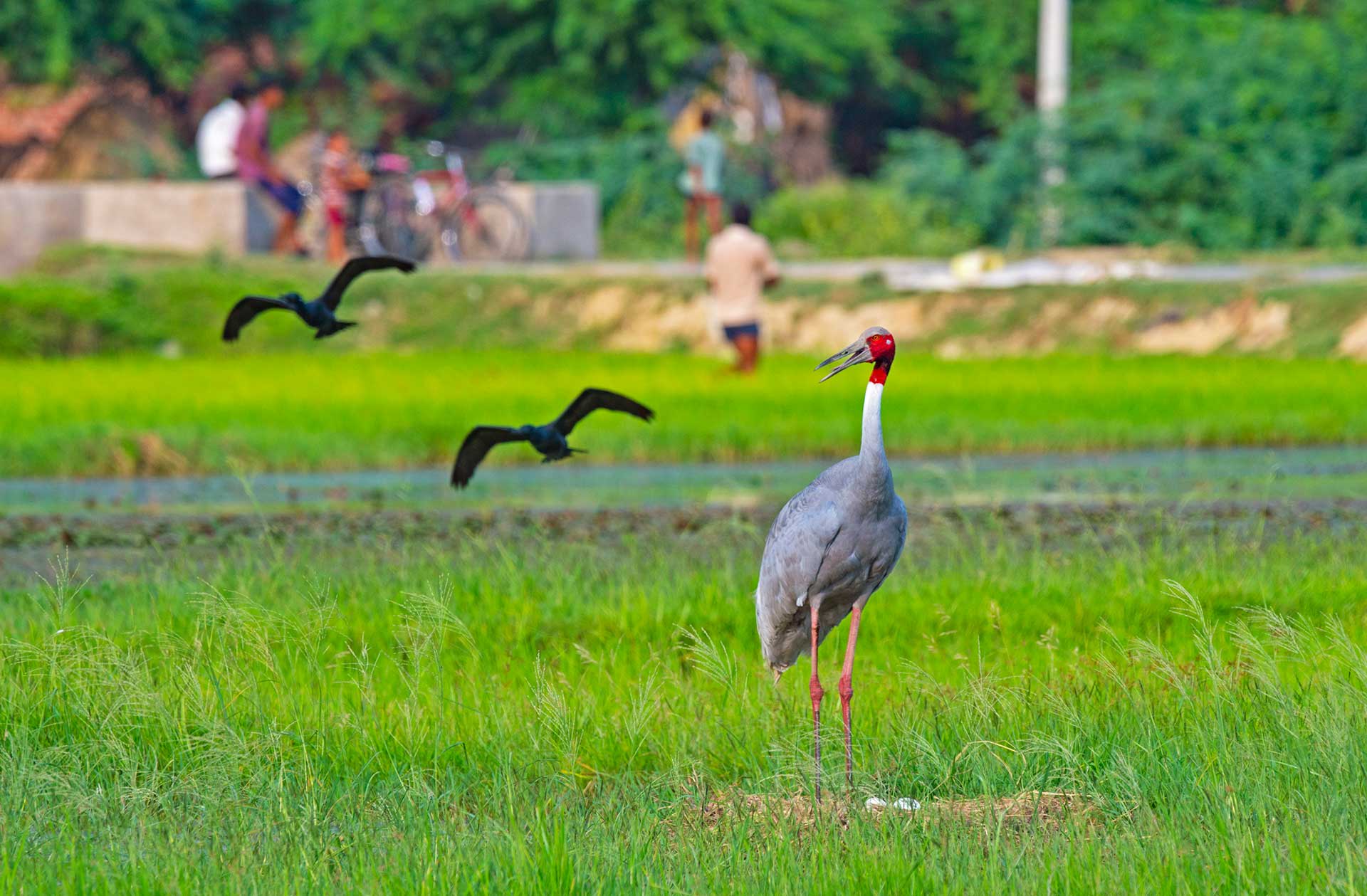 Though sarus cranes usually lay one or two eggs per clutch, Dr Sundar says that occasionally a four-egg clutch is found. “Doubling your brood size when you’re a bird of this size is quite an adventure — something we did not expect, but we are seeing this in agricultural areas,” he says. “We now have documented nine families that have raised four chicks each.” 