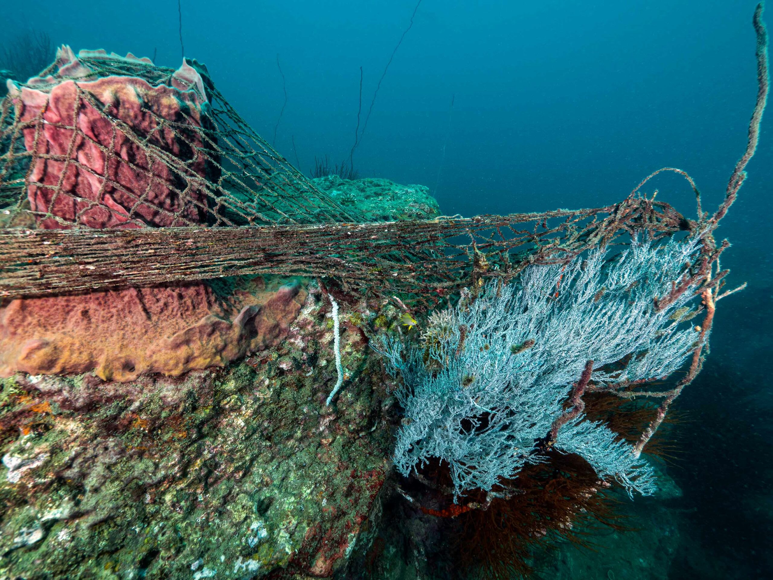 A “ghost” net is a fishing net that’s been lost or abandoned in the ocean. Several of these nets float with ocean currents and are responsible for entangling and killing marine life and damaging coral reefs. (Top left) A juvenile olive ridley (top right), a dead grouper fish (above), and a barrel sponge and coral trapped in ghost nets. Photos: Vardhan Patankar (top left), Umeed Mistry (top right and above)