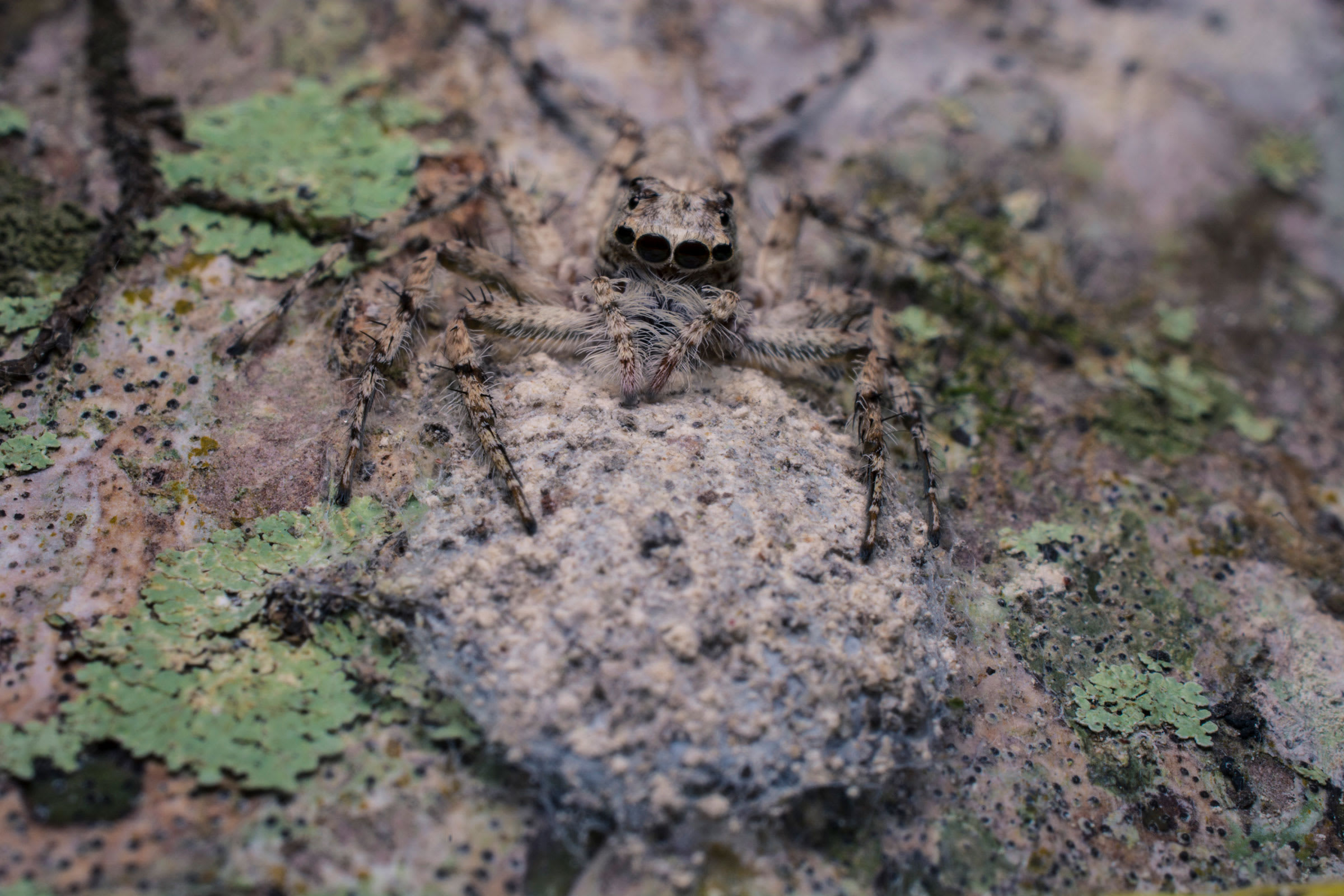 A Phaeacius spider sits on the bark of an areca palm with her front legs resting on her well-camouflaged egg sac. Cover photo: A Hindumanes sp. turns to ward off a small fly that has just landed close to her egg sac on the underside of a taro plant leaf. 