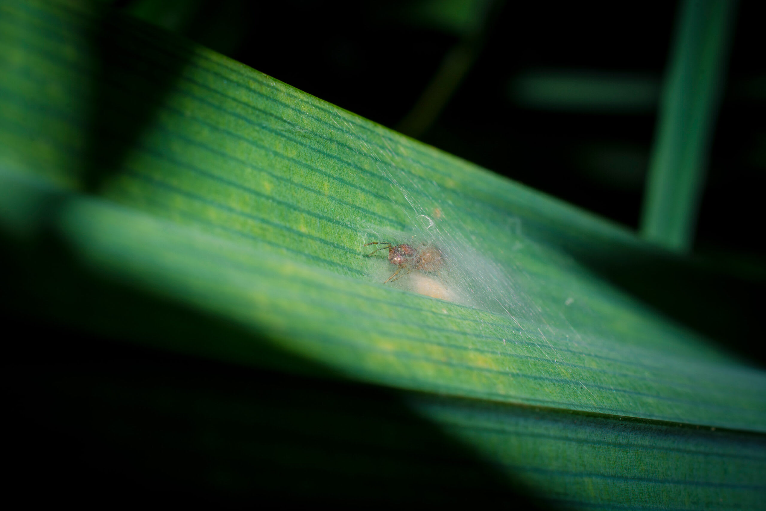 A female Myrmarachne plataleoides  (a species that is a visual mimic of the weaver ant) sits inside a silken retreat beside her egg sac.