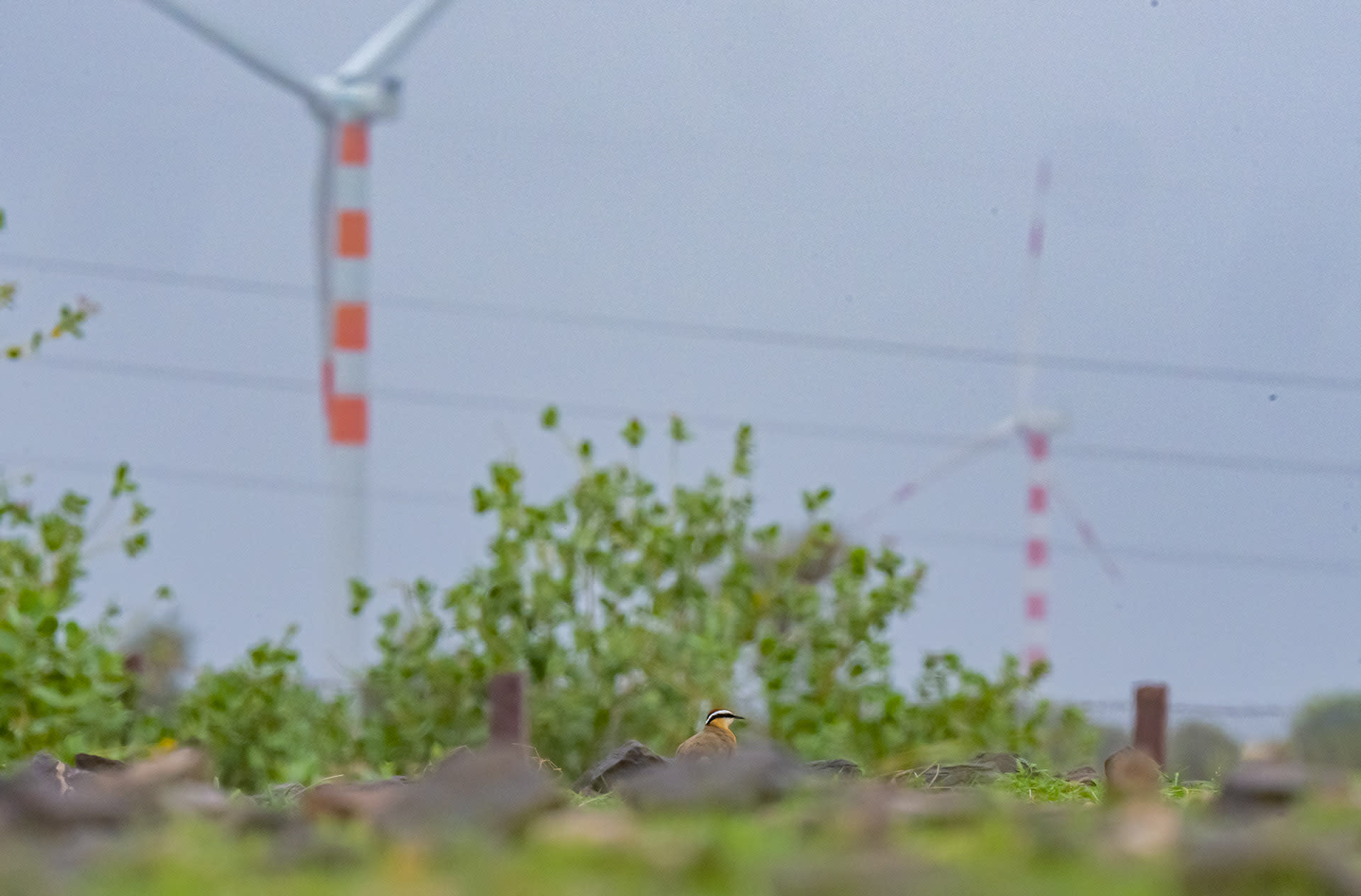 In 2016, the first wind turbines were installed, and with it, says Bhati, came both fear and rage. “People from across twelve villages started gathering for meetings. Sometimes we got into fights and tried to drive the labourers away, but we knew that wasn’t enough,” he says. 