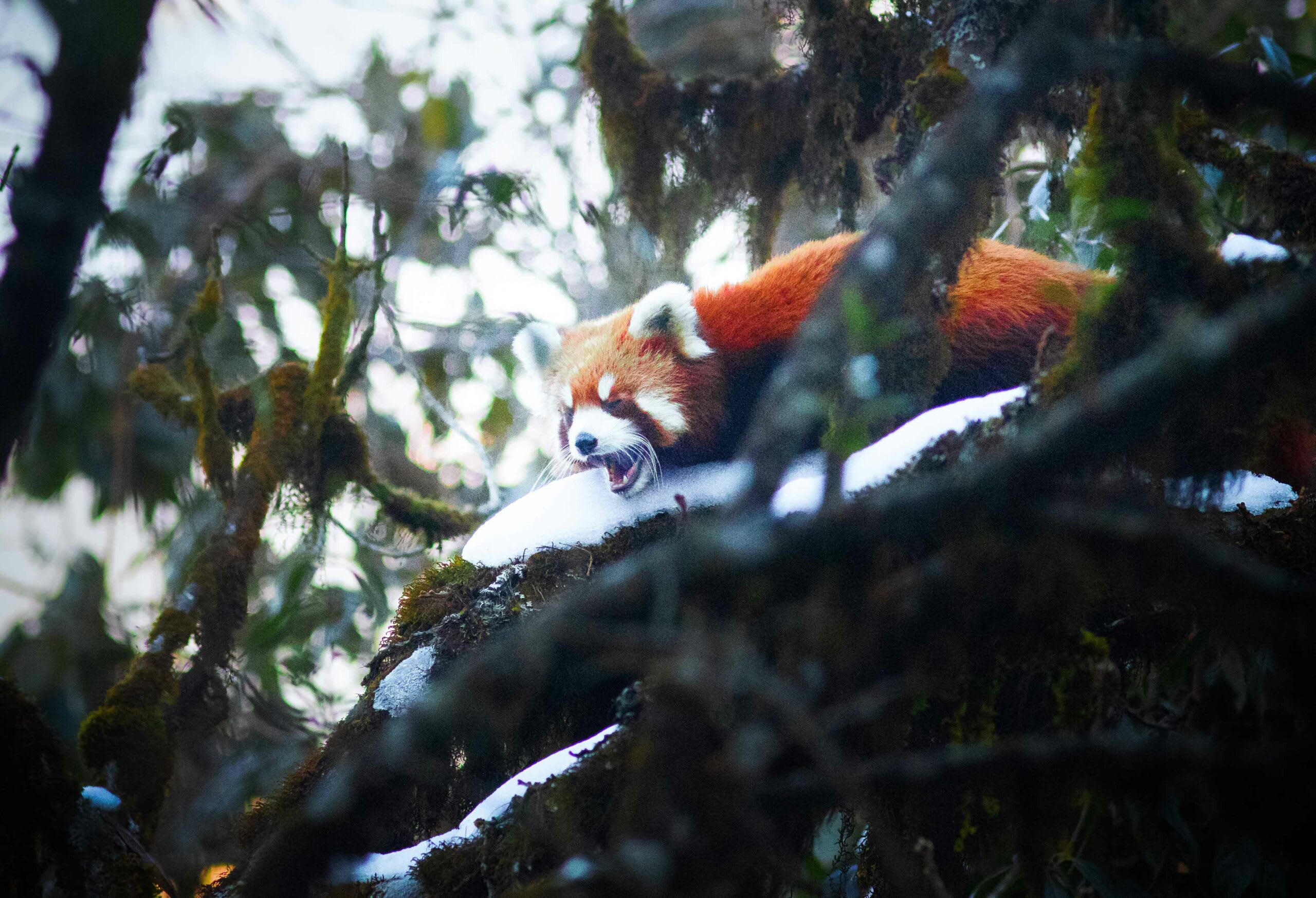 In Singalila, snowfall may begin anytime after end-November and may continue intermittently up to late April. If you are lucky, small mammals such as the yellow-throated marten (top) and red panda (above) may reveal themselves. Photos: Sourav Mondal