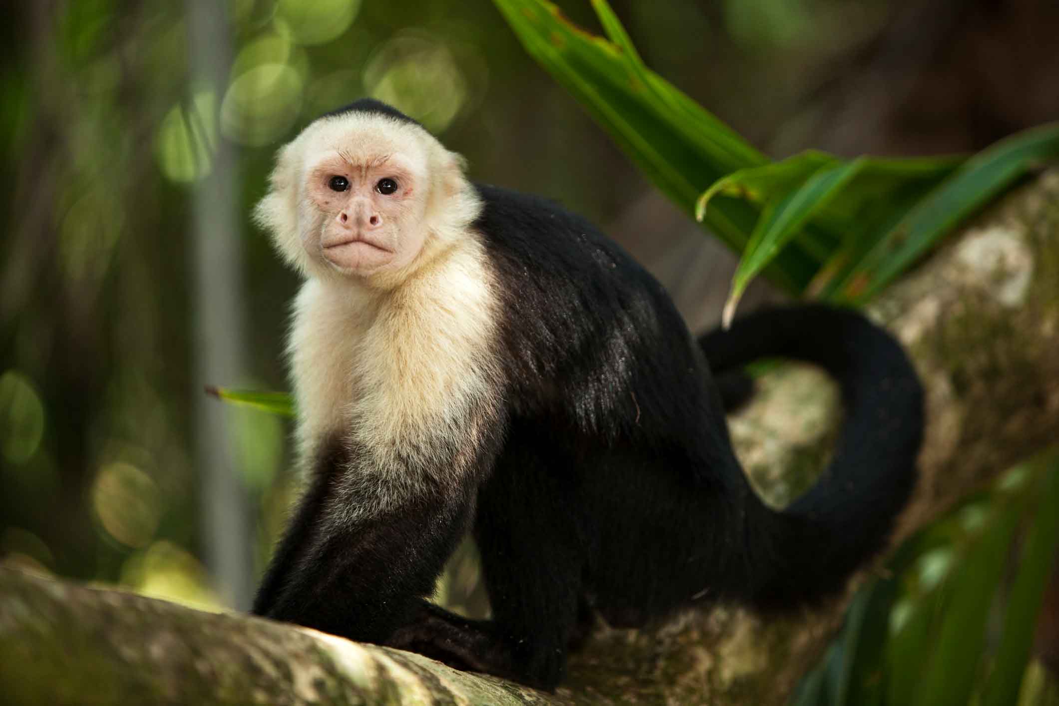 Capuchin monkeys can be found in Central and South America. Two capuchin monkeys were seized in Lailapur. Photo by David M. Jensen/ Wikimedia Commons.  Cover photo: Rufus46, CC BY-SA 3.0.