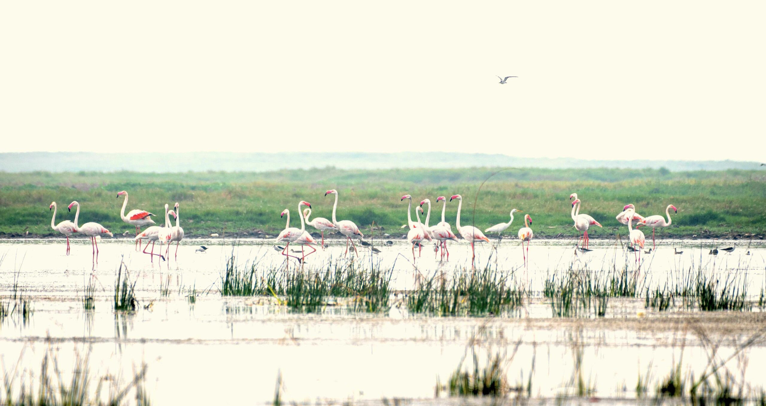 Few human visitors are allowed on Nalbana Island. Flocks of birds such as ruddy shelducks  (Tadorna ferruginea)  (top left), bar-headed geese  (Anser indicus)  (top right), and greater flamingos (Phoenicopterus roseus)  (above) gather undisturbed at the sanctuary. The Bombay Natural History Society and other organisations carry out ornithological research at Nalabana, including ringing individual birds for long-term monitoring.