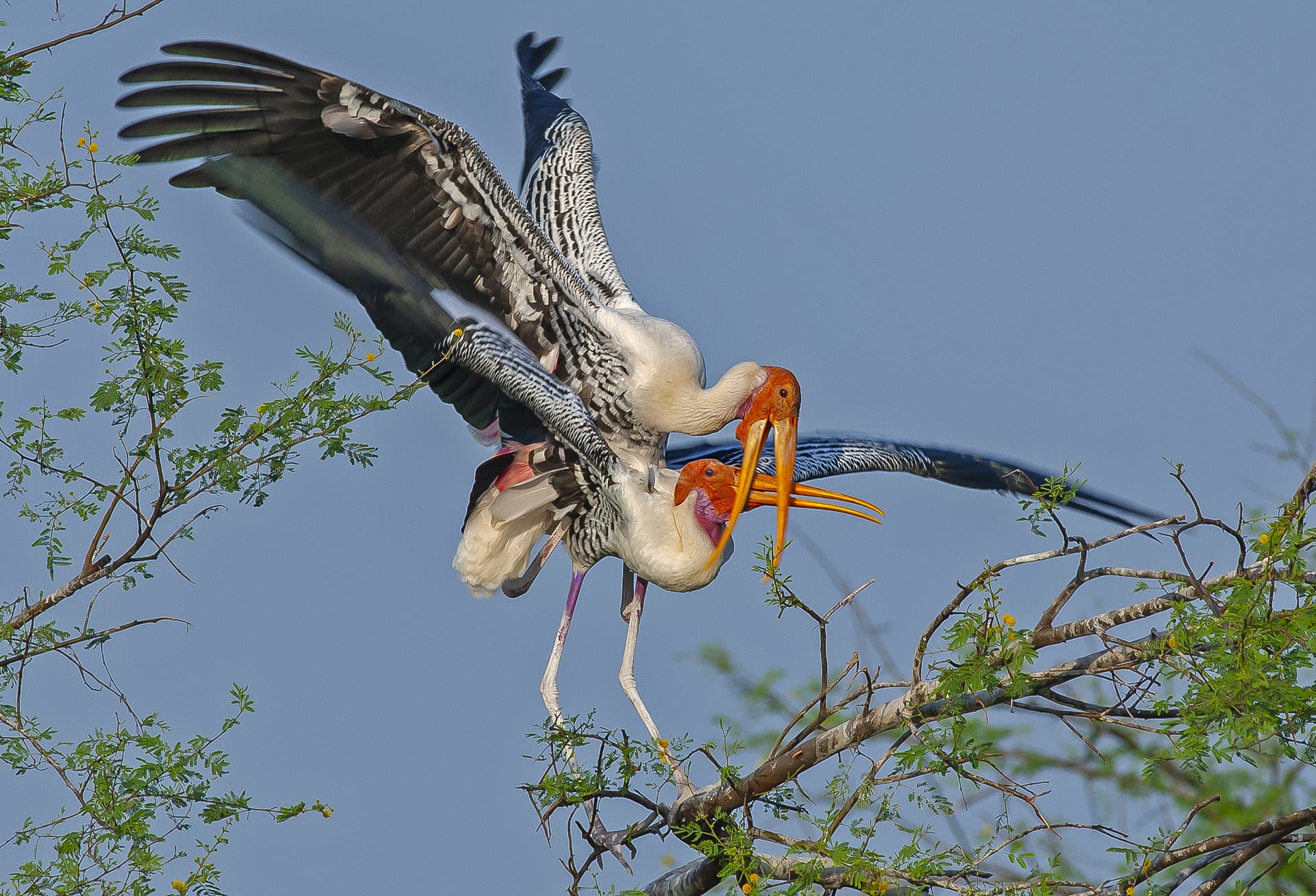 Males and females share nesting duties, which begin with creating a rough platform out of sticks and twiggy branches from the area. “They do quite a lot of stealing also,” says Dr Sunder. “They look around, and if the neighbouring nest is unattended, then they might steal the sticks from it.” 