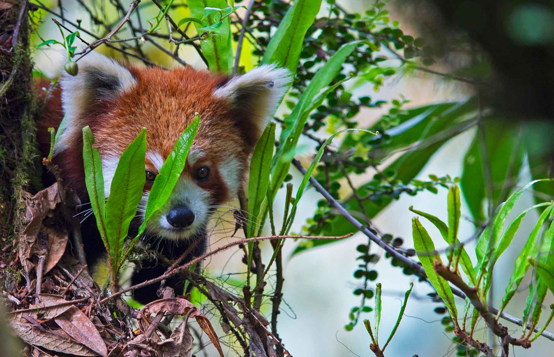 In addition to bamboo, Pradhan says that red pandas eat some varieties of mushrooms, leaves of other trees, and fruit, “such as the actinidia species, which is like a wild kiwi”. Their diet changes seasonally and according to the resources in their habitat. Photo: Dhritiman Mukherjee