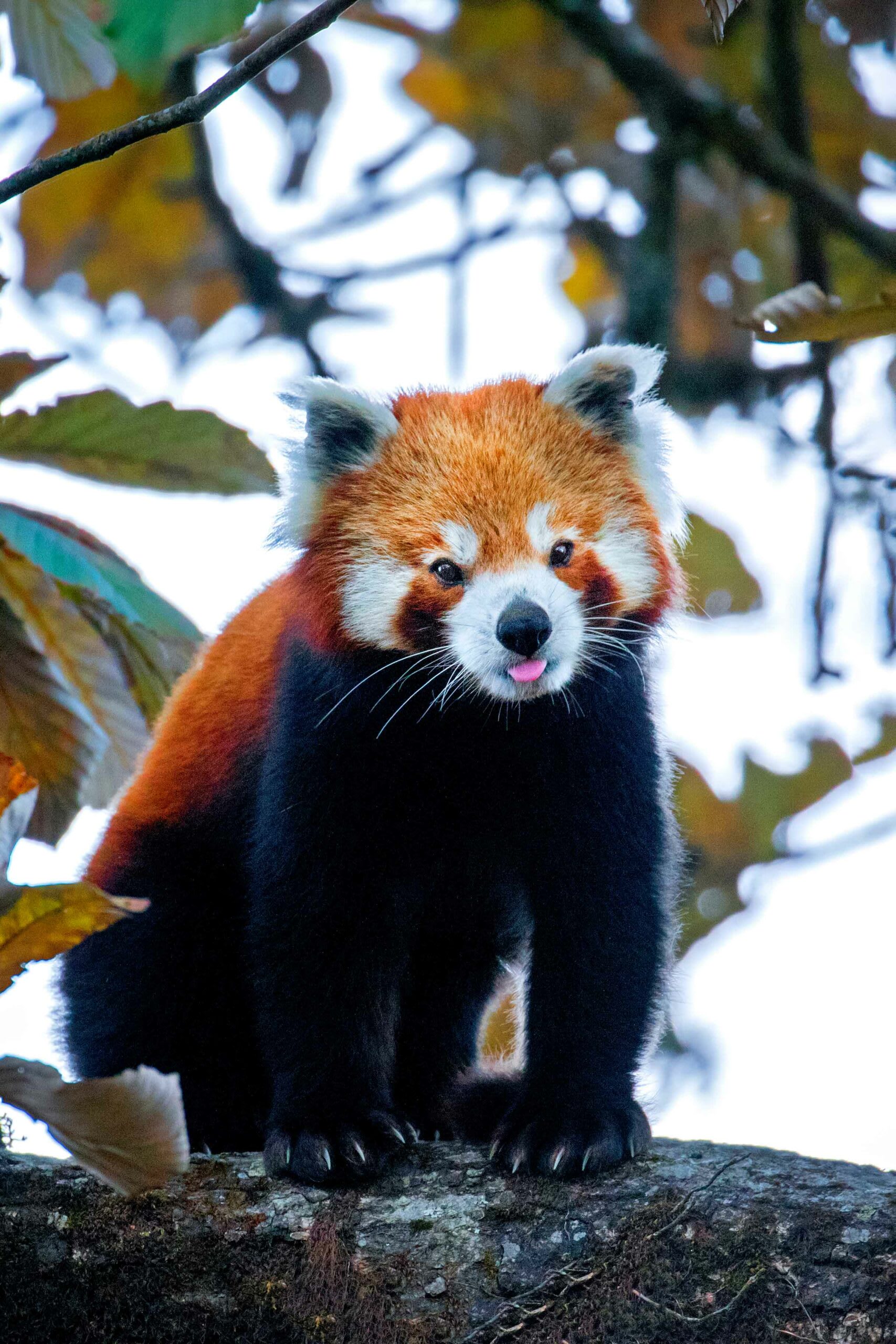 The red panda’s temperament and striking looks are among the reasons why the species was heavily poached a few decades ago. “There used to be a lot of trapping of the red pandas for zoos abroad, but that has stopped,” says Pradhan. “There are still some reports of hunting, but that has reduced drastically.” Photo: Sourav Mondal