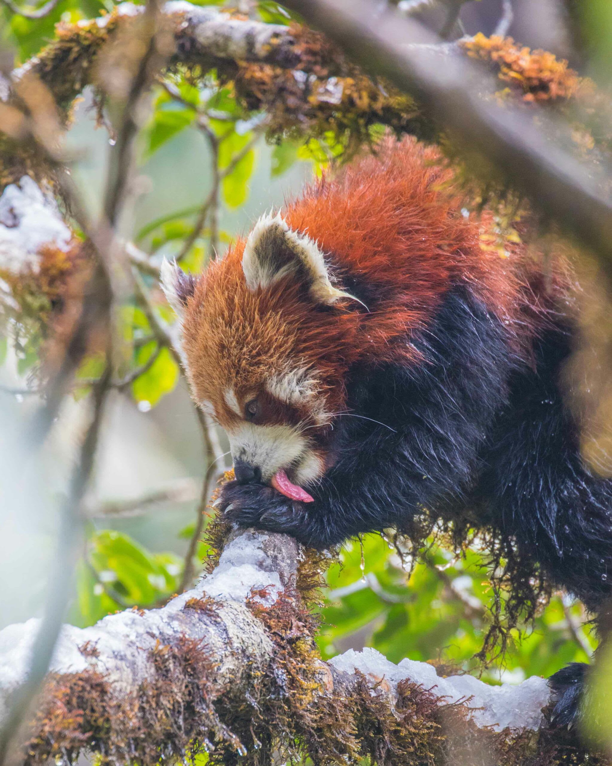 Red pandas are equipped with short, sharp claws, which they use to climb up and down tree trunks. “They sit, eat, and poop in the trees,” explains Chakraborty, “so these morphological adaptations are very helpful to them”. Photo: Sourav Mondal