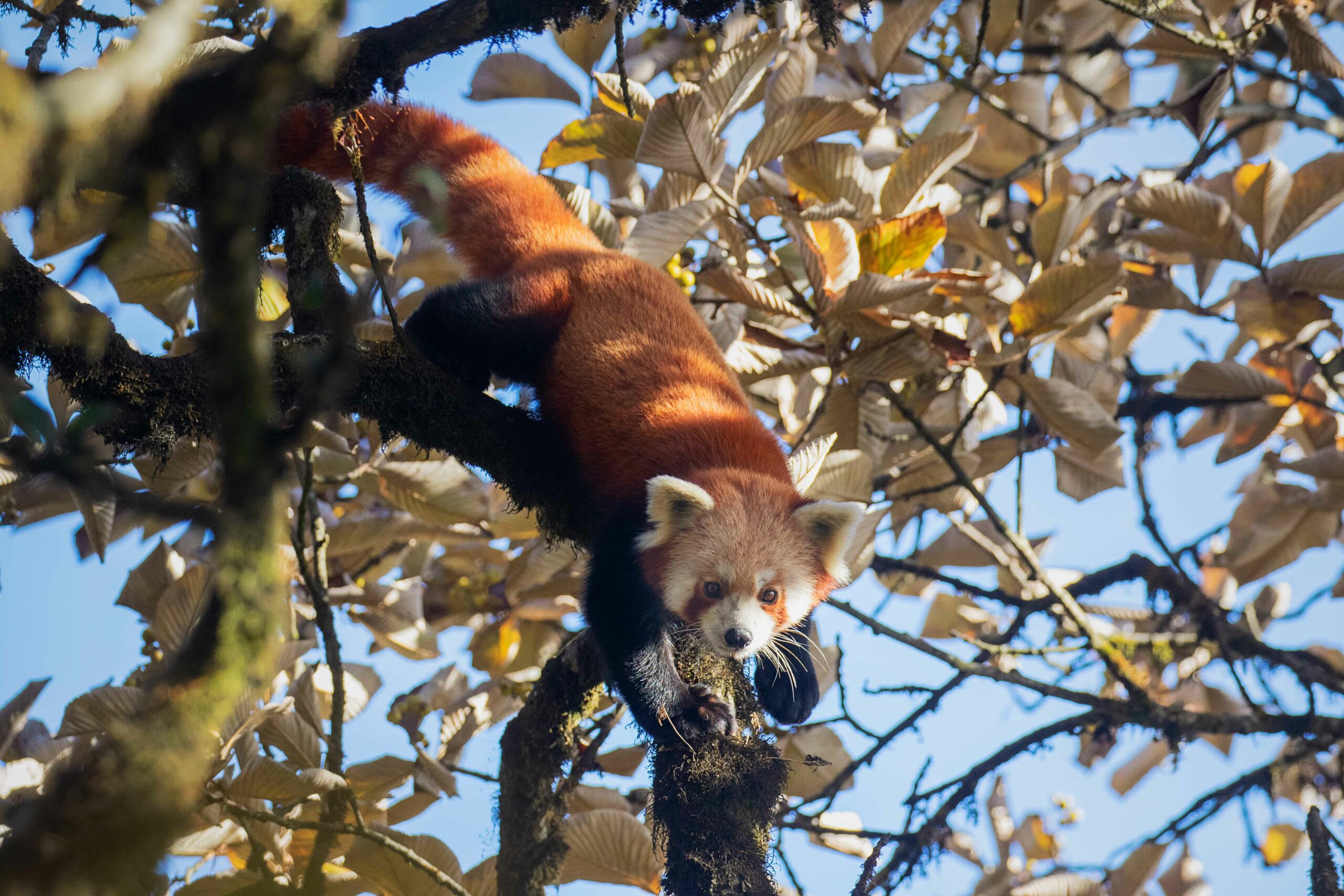 The paws of the red panda are covered with matted hair, which provides additional warmth in the cold Himalayan winters. “This feature likely represents an adaptation for walking on snow and other cold substrates, as in the Tibetan sand fox and polar bear,” writes Angela R Glatston in her book Red Panda, Biology and Conservation of the First Panda. Photo: Sourav Mondal