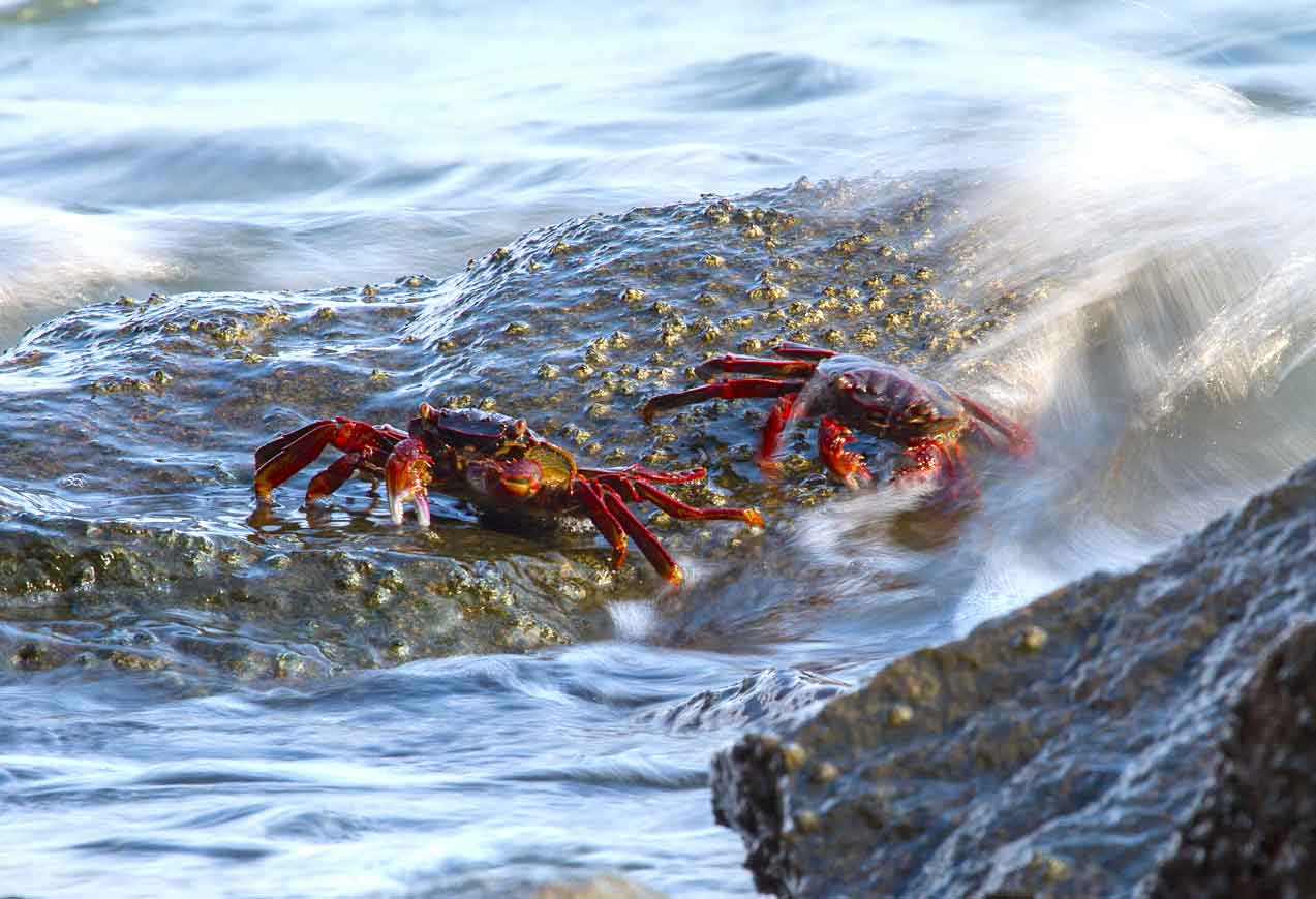 Imagine sitting on a reef and getting battered by strong waves every few seconds. Welcome to the world of the mottled or shore crab  (Grapsus albolineatus) . This species is widely distributed across the world’s coasts, including East Africa, much of Asia, Australia, islands of the Pacific Ocean and Chile. On the Konkan coast, their carapace is greenish, and their legs are bright-red legs with white tips. 

These crabs sit in groups on rocks and reefs by the sea, disappearing into crevices or under rocks at the slightest disturbance. Algae on these rocks form the bulk of their diet, which sometimes also includes fish and other crustaceans.