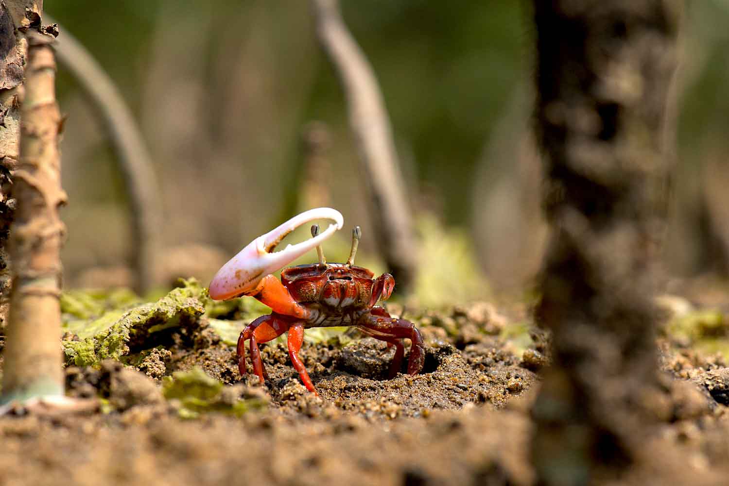 Standing amidst a colony of fiddler crabs (Austruca annulipes)  feels like being on a miniature battlefield. These tiny crabs measure just over an inch in size. Males have one large claw (chela). They wave this claw during courtship displays — the motion gives an impression of playing a fiddle, giving this group their common name. The claw is also used for feeding and in combat with other males. If this dominant claw is lost in a fight, it starts regrowing from the next moult. In some species, the remaining smaller claw grows larger while the lost claw regrows into a smaller one.