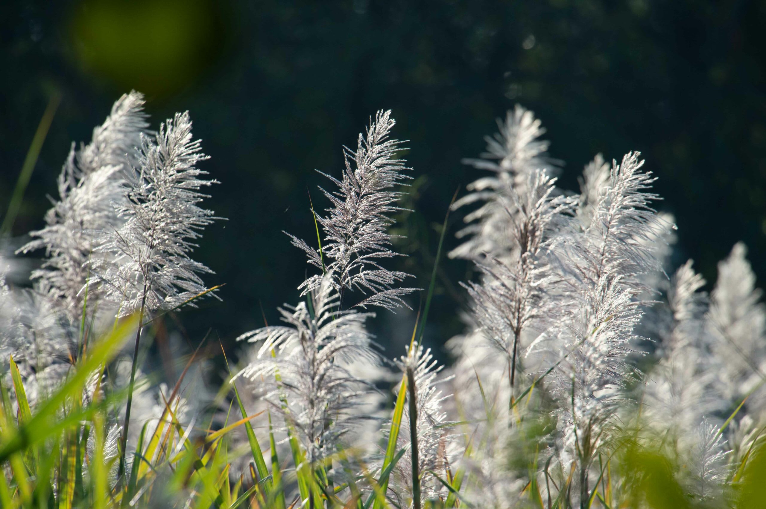 Like its avian inhabitants, the flora of Ankasamudra is often finely feathered, especially the various grasses and reeds that dot the banks of the waterbody. 