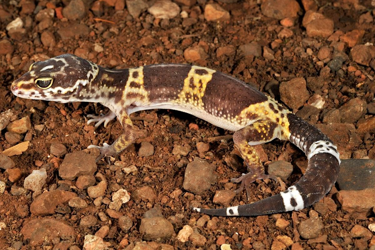 Eublepharis satpuraensis , a gecko endemic to central Indian states of Madhya Pradesh, Maharashtra and Chhattisgarh, is the most recently described among the Indian lineages. Photo: Ishan Agarwal