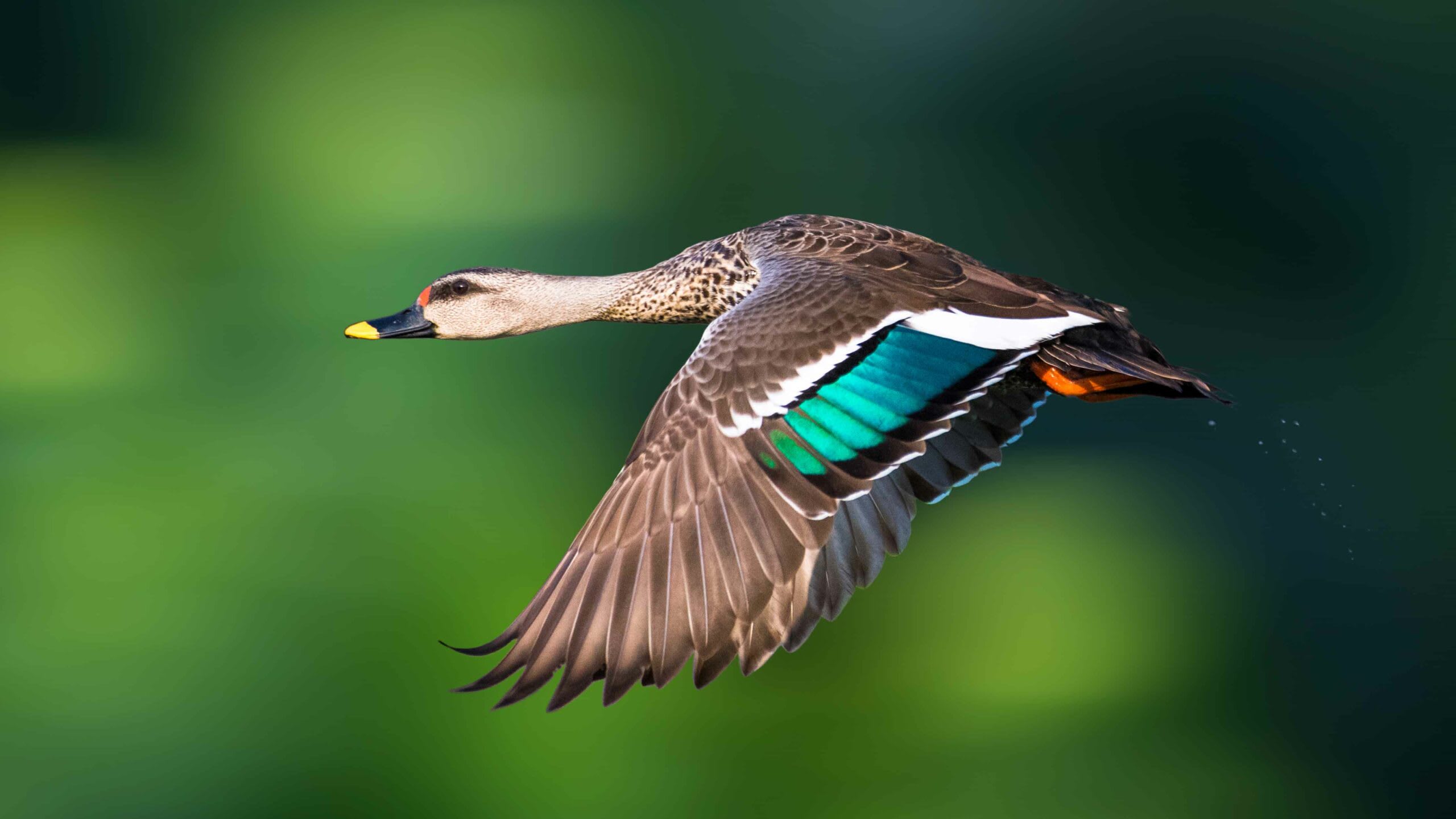 An Indian spot-billed duck in flight. Photo: Sunil / 500px/Getty Images  (Top) A pond heron and painted storks (cover photo) in a wetland. The national capital’s waterbodies host a variety of resident and migratory birds. Photos: Koshy Koshy from Faridabad, Haryana, India, CC BY 2.0 (top), Nityananda Mukherjee / EyeEm/Getty Images (cover photo)