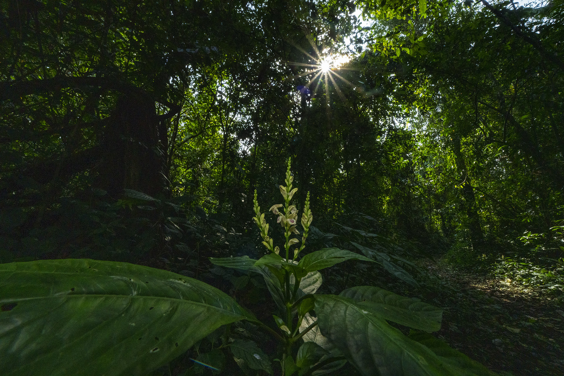 Namdapha National Park, a large protected area in Arunachal Pradesh falls within a biodiversity hotspot in the Eastern Himalayas. The region hosts more than 1,000 floral species. Photo: Dhritiman Mukherjee  