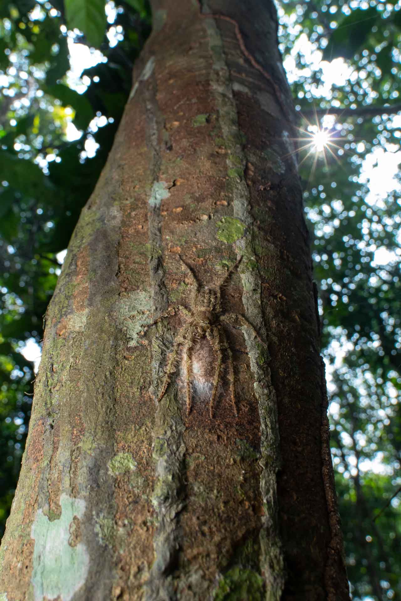A lichen huntsman female guards her egg sac. Photo: Jithesh Pai