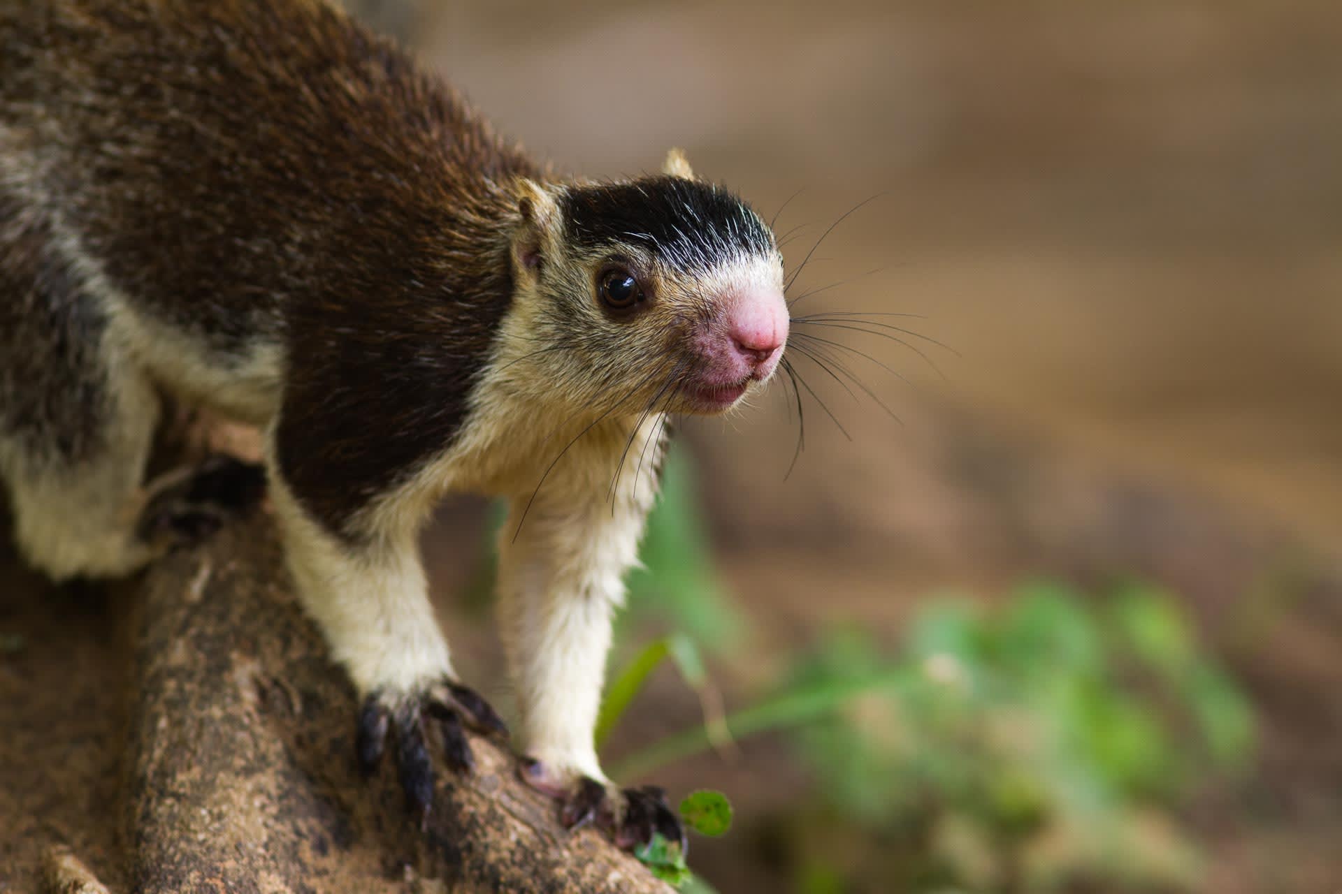 Grizzled giant squirrels are the rarest and the smallest of the three species of giant squirrel found in India. They are only seen in fragmented patches of riverine forest in Karnataka, Tamil Nadu, and Kerala, and also in Sri Lanka. White specks of hair on a grey-brown coat lend it a grizzled appearance. Photo: Shreeram MV