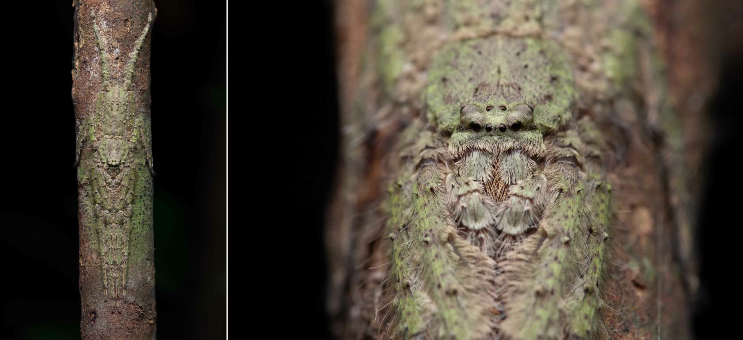 (Left) The colours and textures of the lichen huntsman blend seamlessly with the trunk of a tree. (Right) Close-up of the characteristic huntsman spider eye arrangement on a lichen huntsman. Photos: Jithesh Pai
