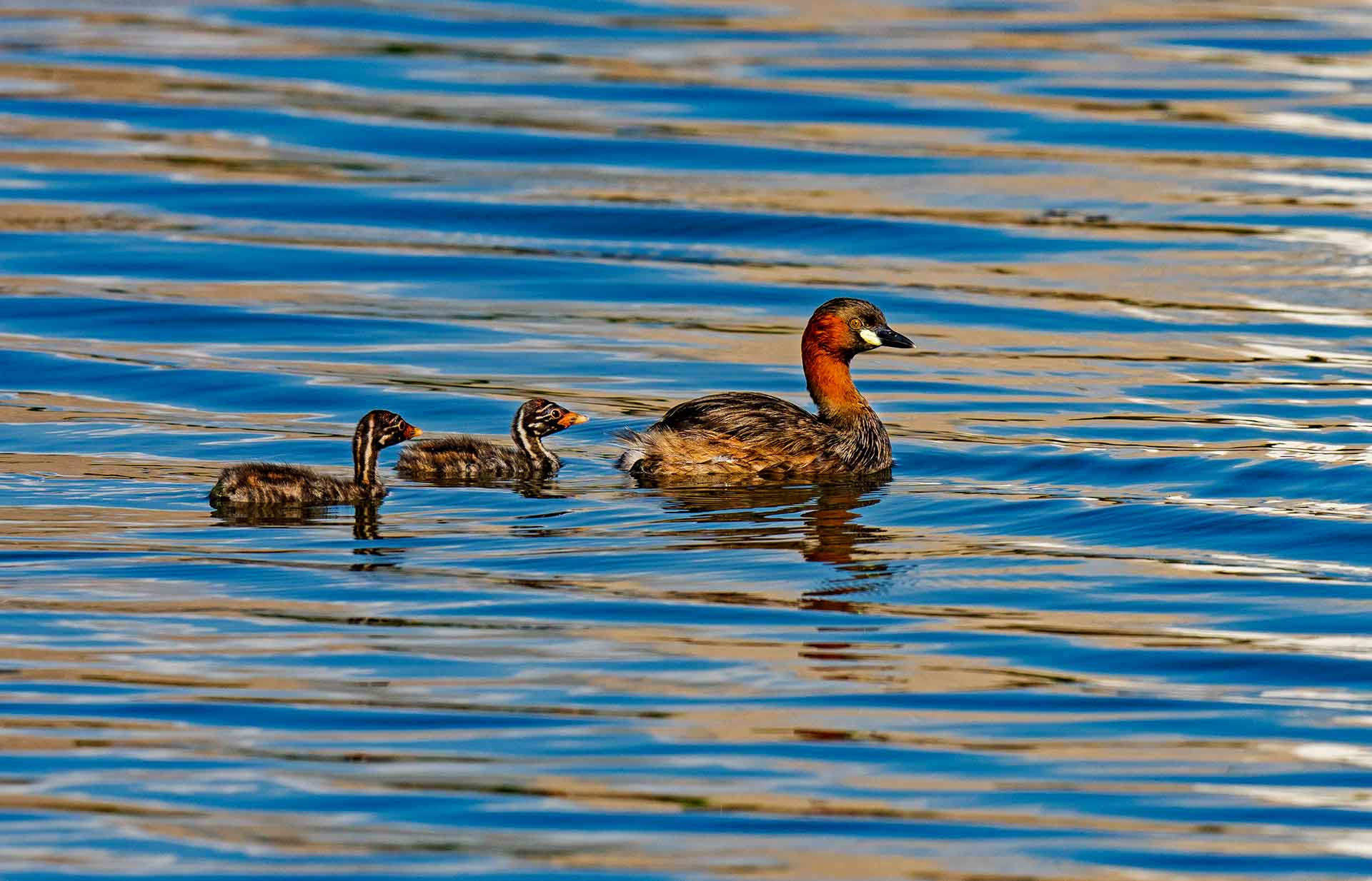 The incubation period for the eggs is around 20-22 days, and all the eggs hatch almost simultaneously. The parents take turns feeding the newborns. The chicks are first fed soft feathers, which act as stomach lining and protect it from damage caused by fish bones. Little grebes are precocial birds, i.e. the chicks are born quite mature, and are capable of leaving the nest once they are dry, about 24 hours after they hatch, though parents continue to take care of them.  Photos: Dhritiman Mukherjee
