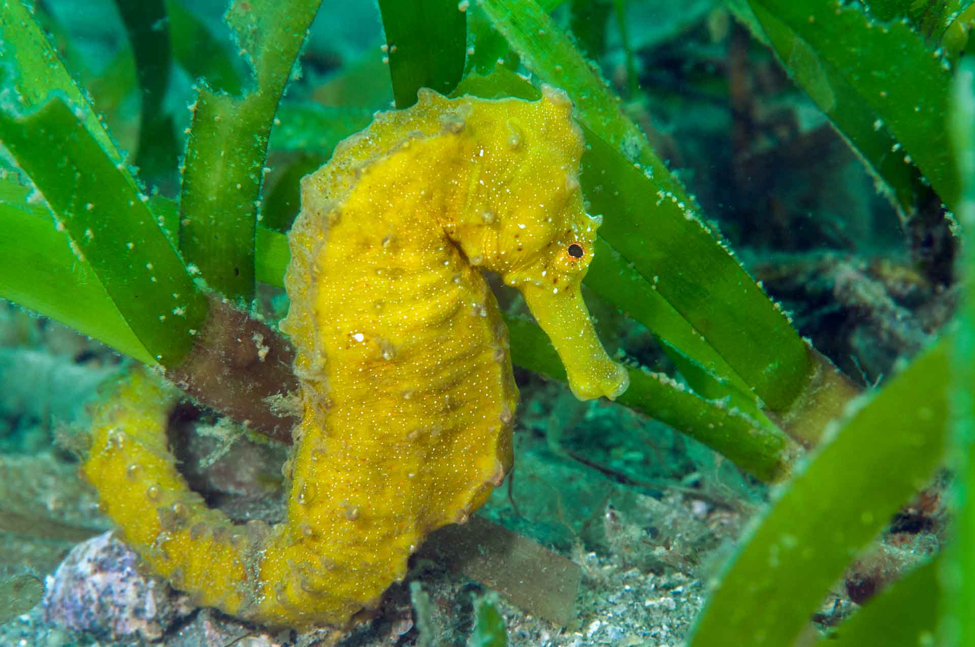 Seahorses aren’t limited by societal definitions of “father” or “fish”. Females deposit their eggs into the males brood pouch where they are fertilised. Development can take 2-4 weeks, and males give birth using strong muscular contractions to eject tiny seahorses from a slit in their pouch.   Cover:  Clownfish eggs develop under multiple elevels of protective care. Besides the secure choice of a home, doting parents ensure the eggs are well aerated and free of debris, and fearlessly chase intruders off. Photos: Umeed Mistry