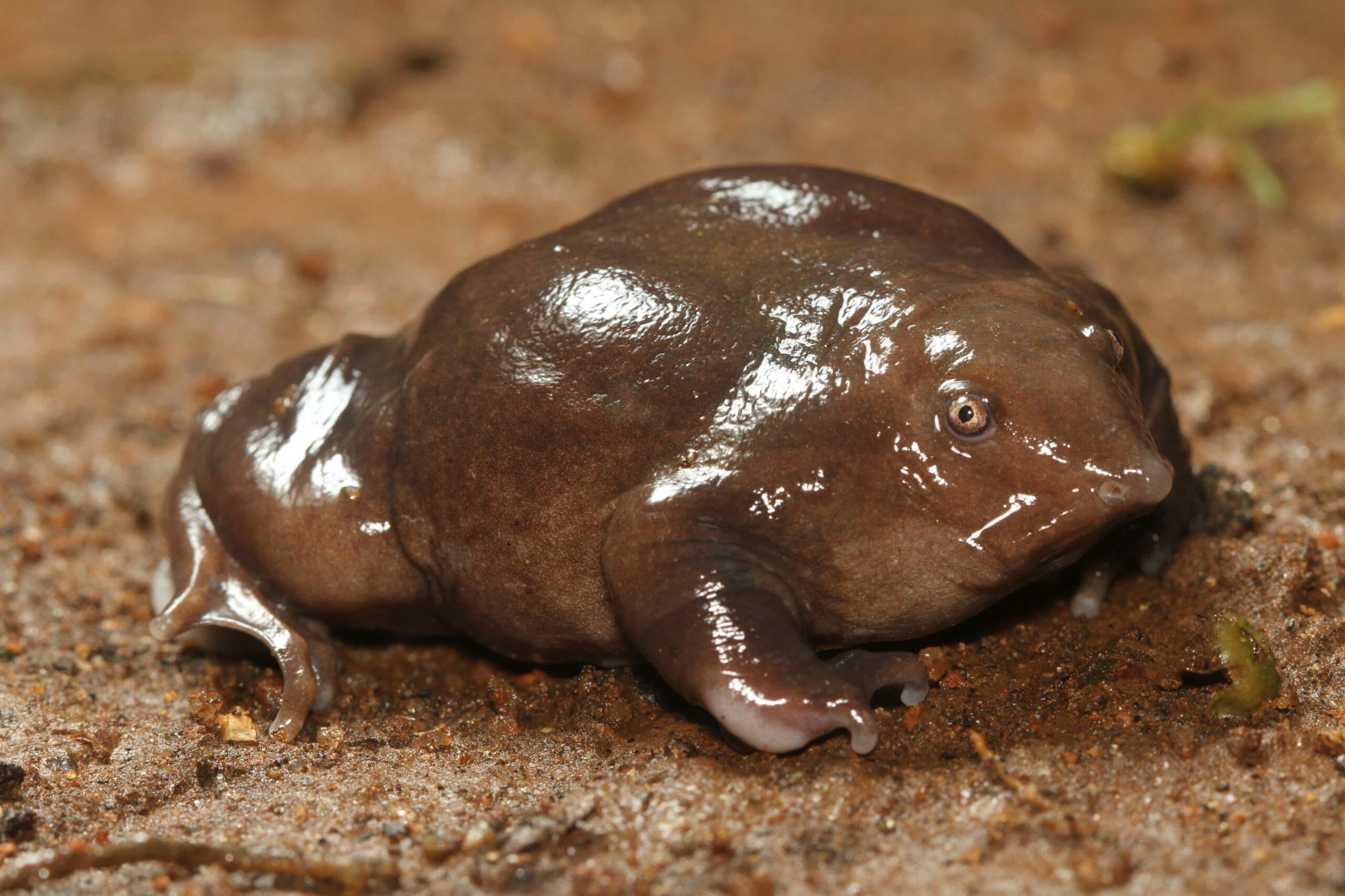 The purple frog lives in the Western Ghats of India. Photo: David V. Raju, CC BY-SA 4.0