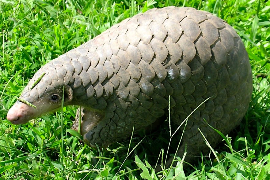 Chinese pangolins have poor eyesight and rely on their sense of smell to get around and find prey. They mostly feed on ants and termites. Photo: U.S. Fish and Wildlife Service Headquarters, CC BY 2.0
