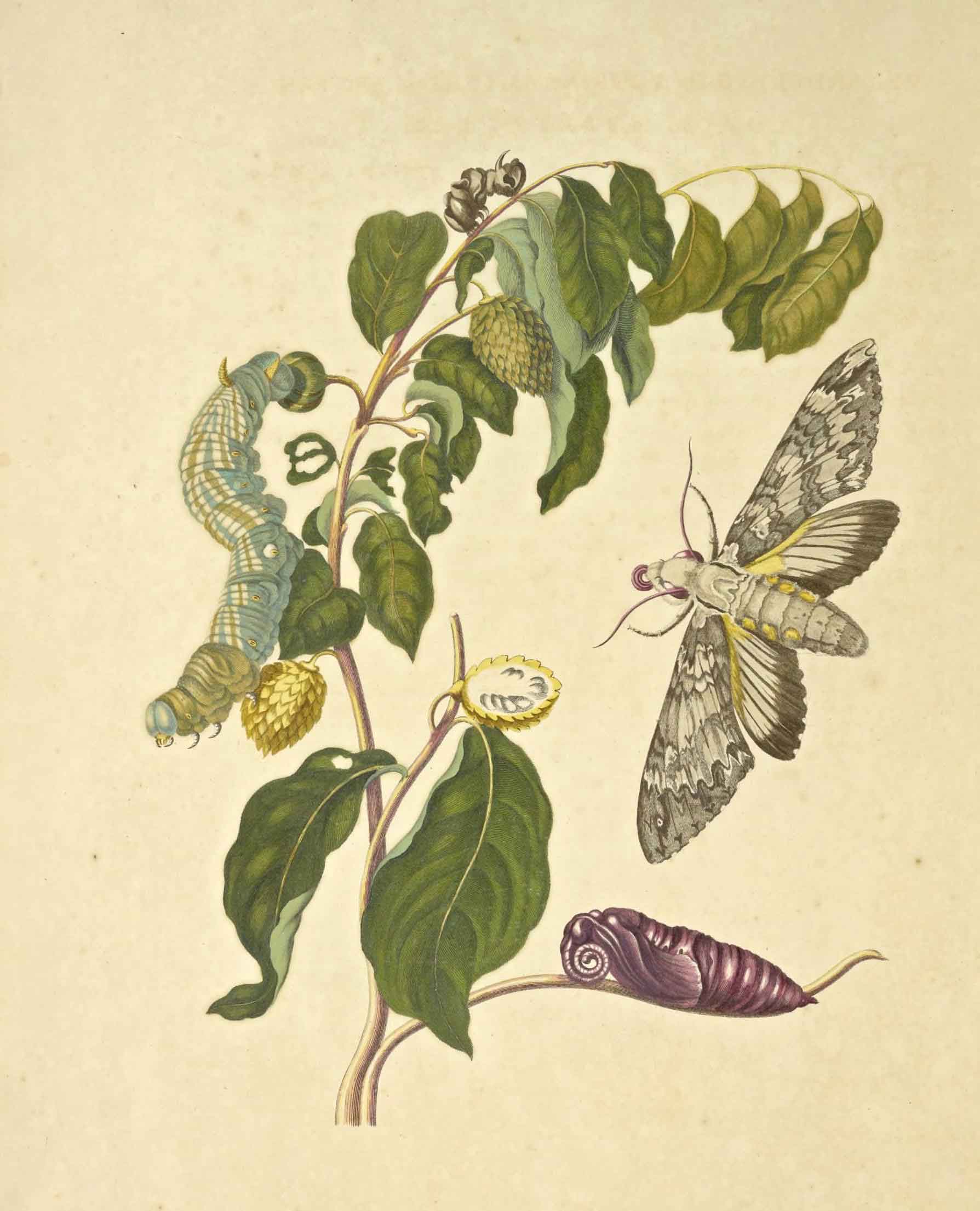 Maria Sybilla Merian, the artist of “Custard Apple with Sphinx moth”, was fascinated by insects and their lifecycles. Her detailed observation and drawings, though initially not appreciated, have contributed greatly to entomology. Photo: Commelin, Caspar; Merian, Maria Sibylla; Mulder, Joseph; Ottens, Frederik.; Seba, Albertus; Sluyter, Peter; Stopendael, Daniel, Public domain, via Wikimedia Commons
