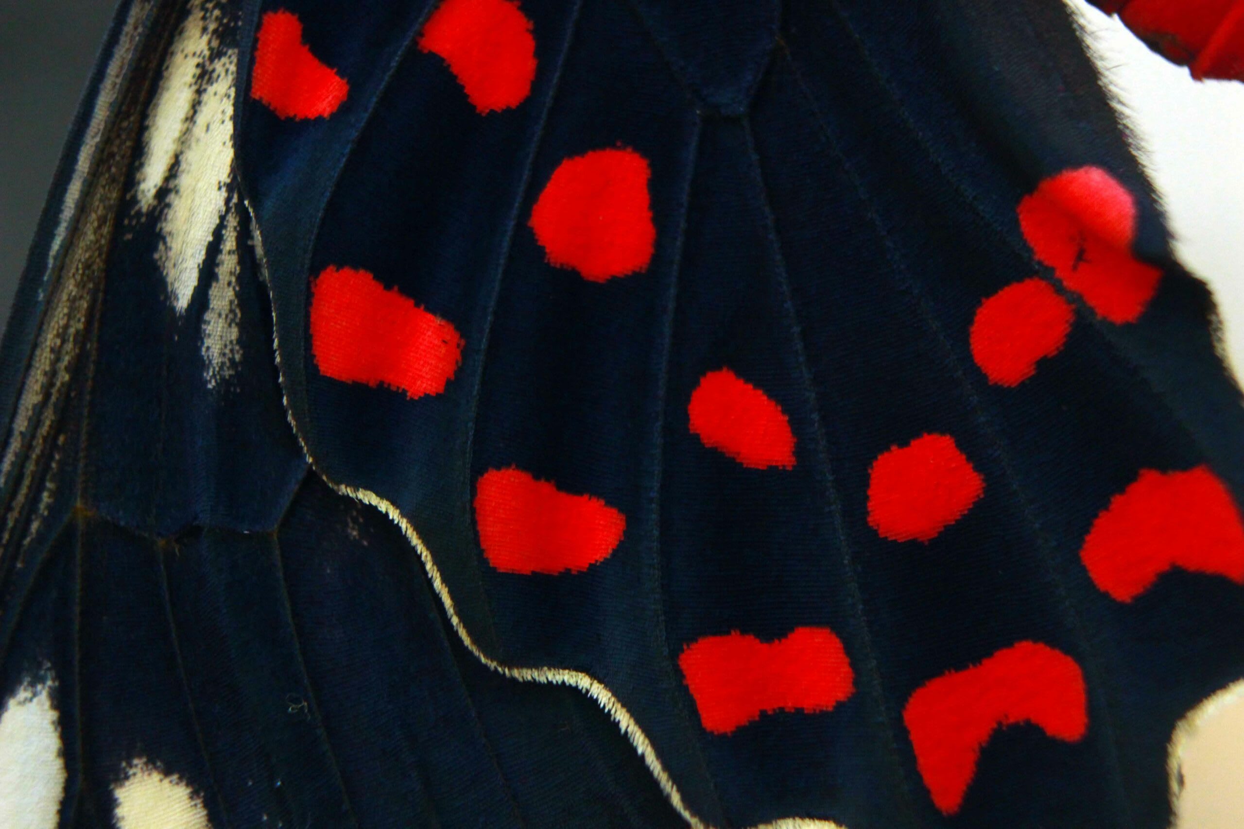 The high contrast of the red dots on black wings serves to warn would-be predators against eating the crimson rose butterfly. Photo: BrijeshPookkottur, CC BY-SA 4.0 