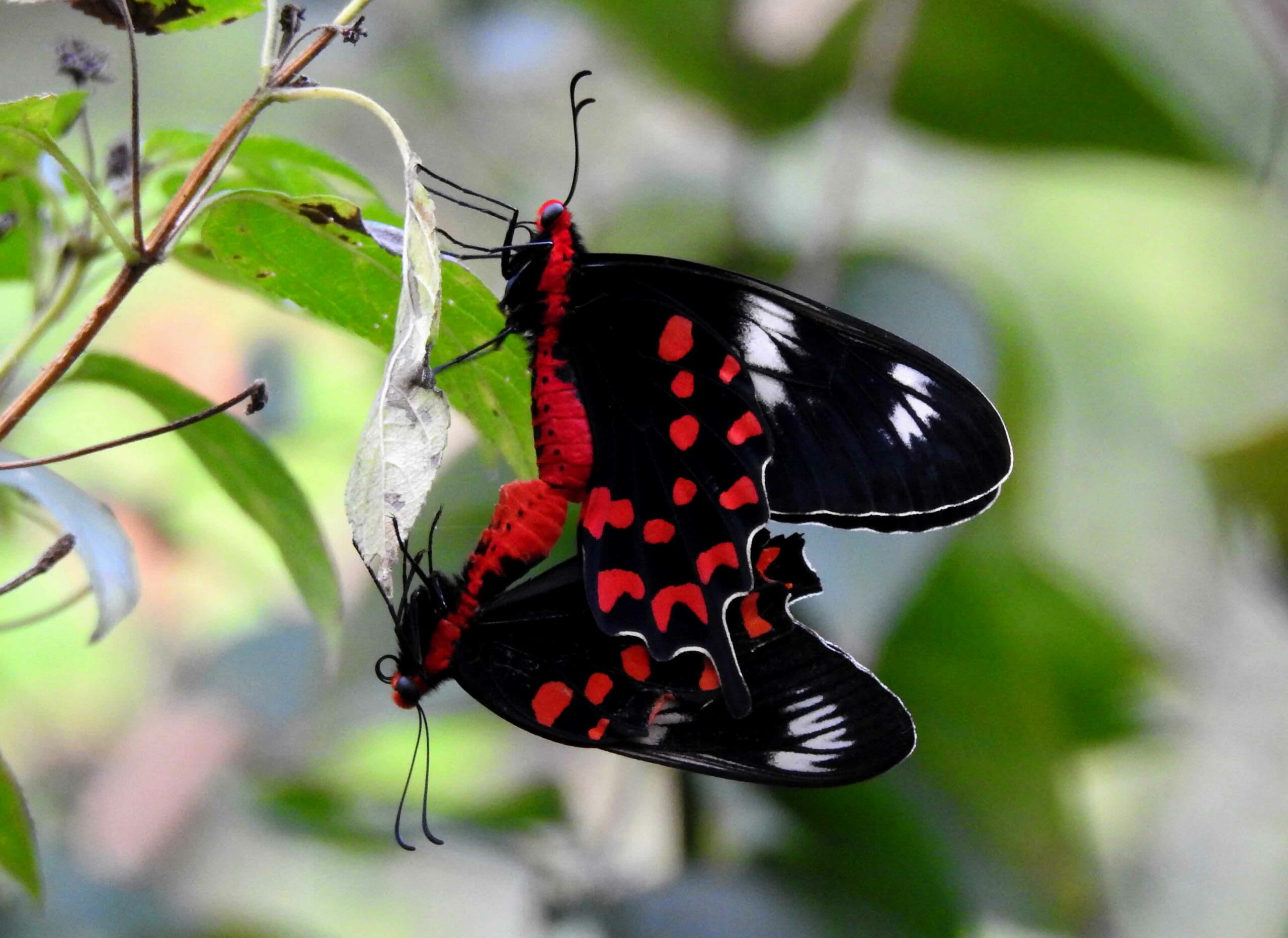 A mating pair of the butterflies. Photo: Dr. Raju Kasambe, CC BY-SA 4.0  Cover photo: A Pachliopta hector or Crimson Rose butterfly. Photo: iDmitrii Melgunov (Ritam)/Getty Images 