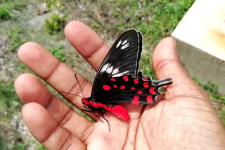 Sri Lanka’s northern Mannar Island records large numbers of crimson rose butterflies every October as they make the ocean crossing from India. Not all the butterflies make it across unharmed. Photo courtesy: Lahiru 
Below:The life cycle of a crimson rose butterfly. Photo courtesy: Chathura Sankalpa
