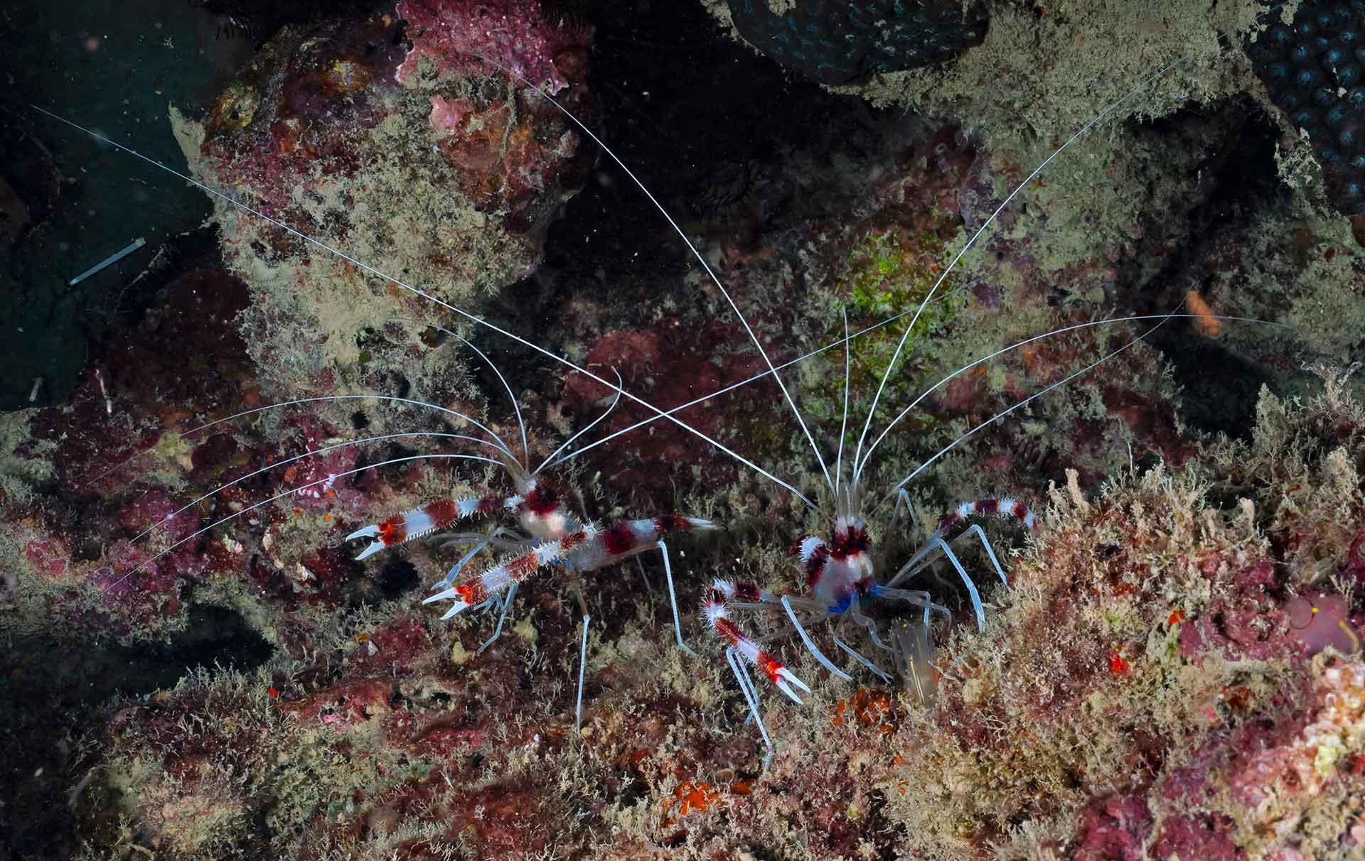 Banded boxer shrimps (Stenopus hispidus) have three pairs of appendages that end in claws to help them eat. Each pair is of a slightly different size and functionality as if providing the shrimp with a variety of fine dining cutlery. The most extravagant of these clawed arms is decorated with red-white bands and held in a boxer’s stance.  Banded boxer shrimps specialise in feeding on damaged tissue and parasites that it finds on the bodies of other animals, especially fish. Even though these shrimps do not venture too far from rock crevices, they can attract fish with their large white antennae. These shrimps typically live in pairs and are thought to be monogamous.  Photo: Dhritiman Mukherjee  Cover photo: An alpheid shrimp takes shelter within the feathery arms of a feather star. Photo: Umeed Mistry 